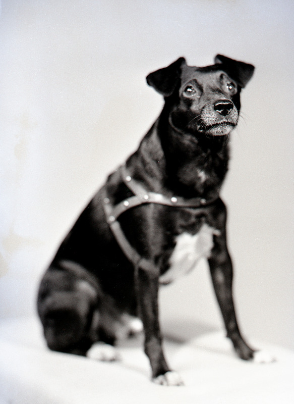 Amos Larkey Dog