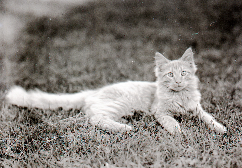 Jane Hodge cats
