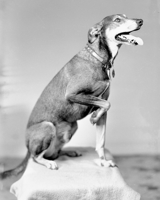 Sam Mathew dog