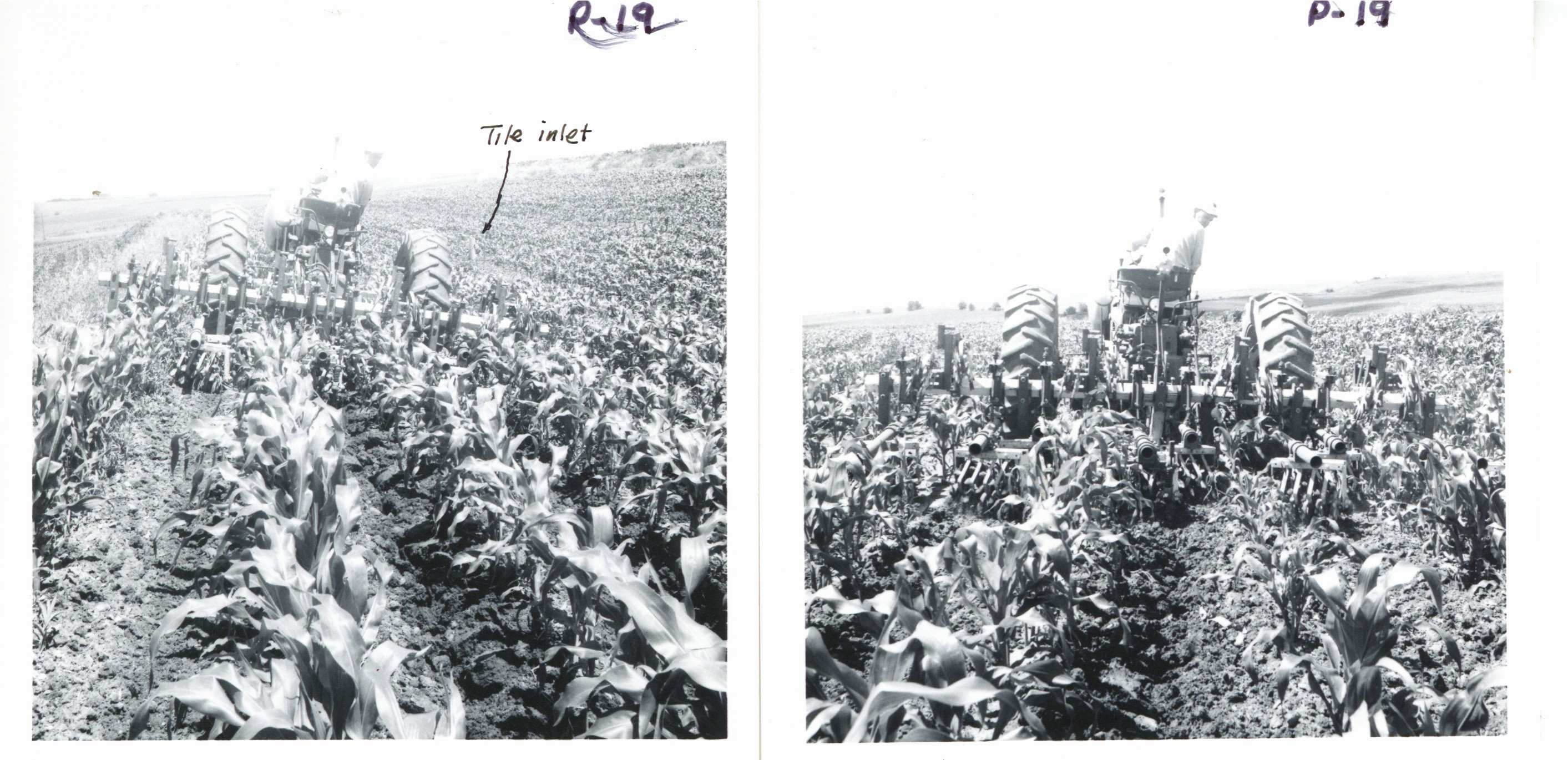 Harold Sullivan cultivating terrace of field, 1969