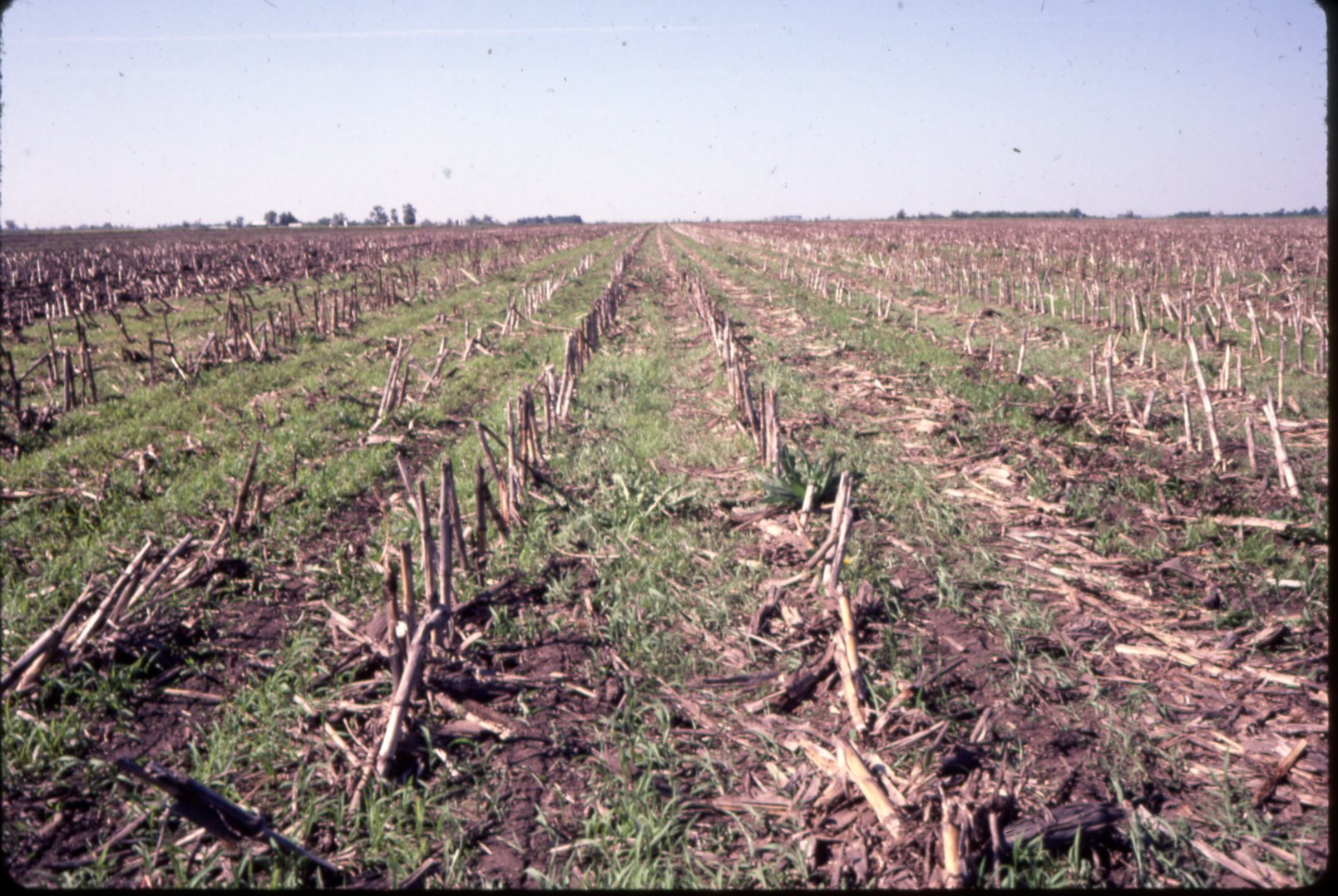 Cornfield after harvest
