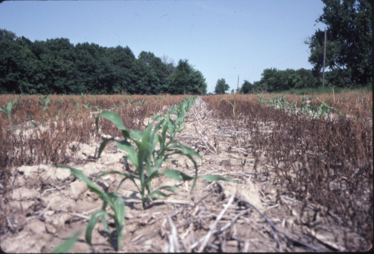 Dean Bolin no-till corn, 1983
