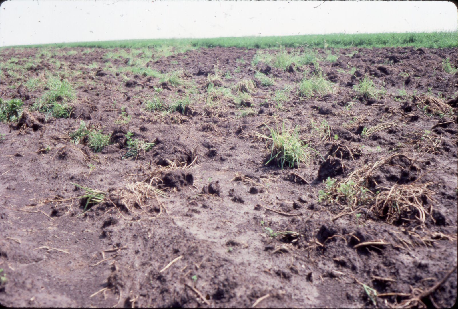 1986 Muddy fields