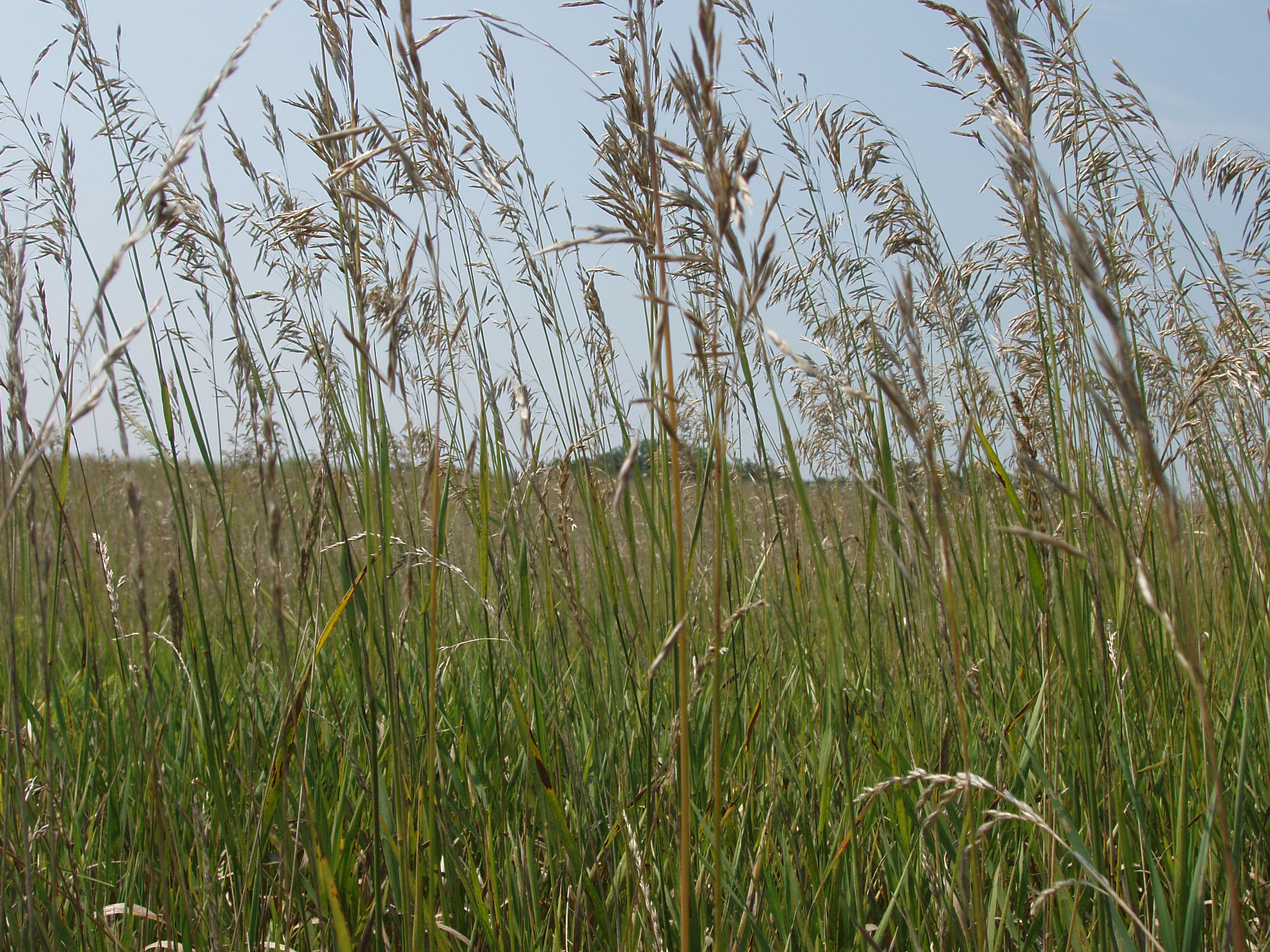 2007 Praying mantis on switchgrass