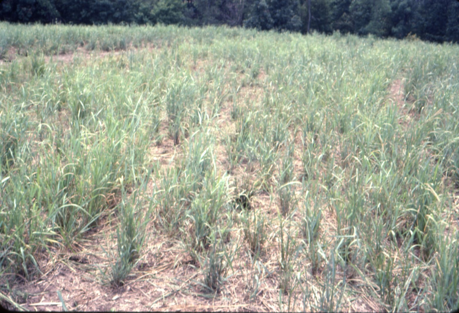 Pasture grass, 1983