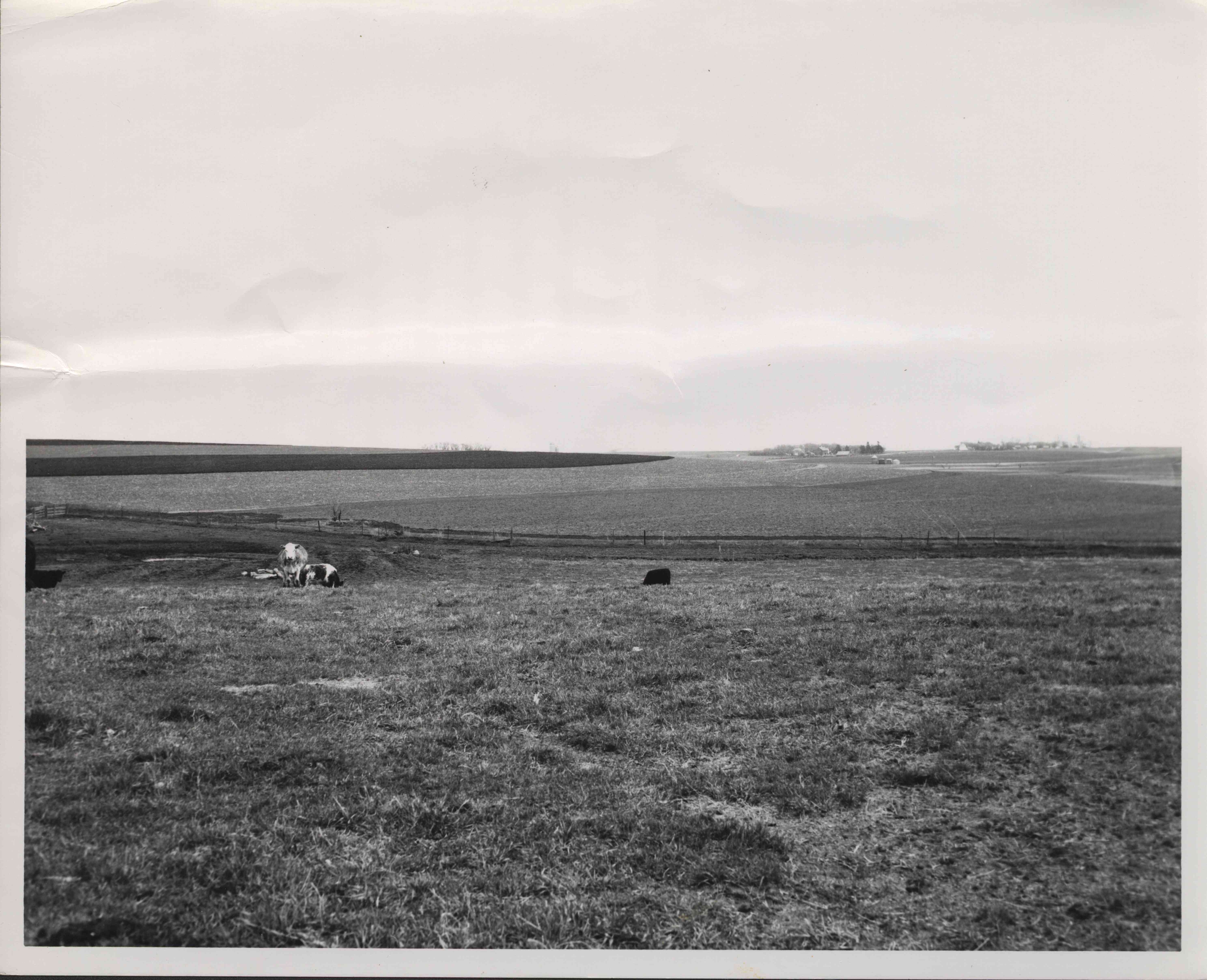 Cows stand in unidentified pasture in Plymouth County, Iowa