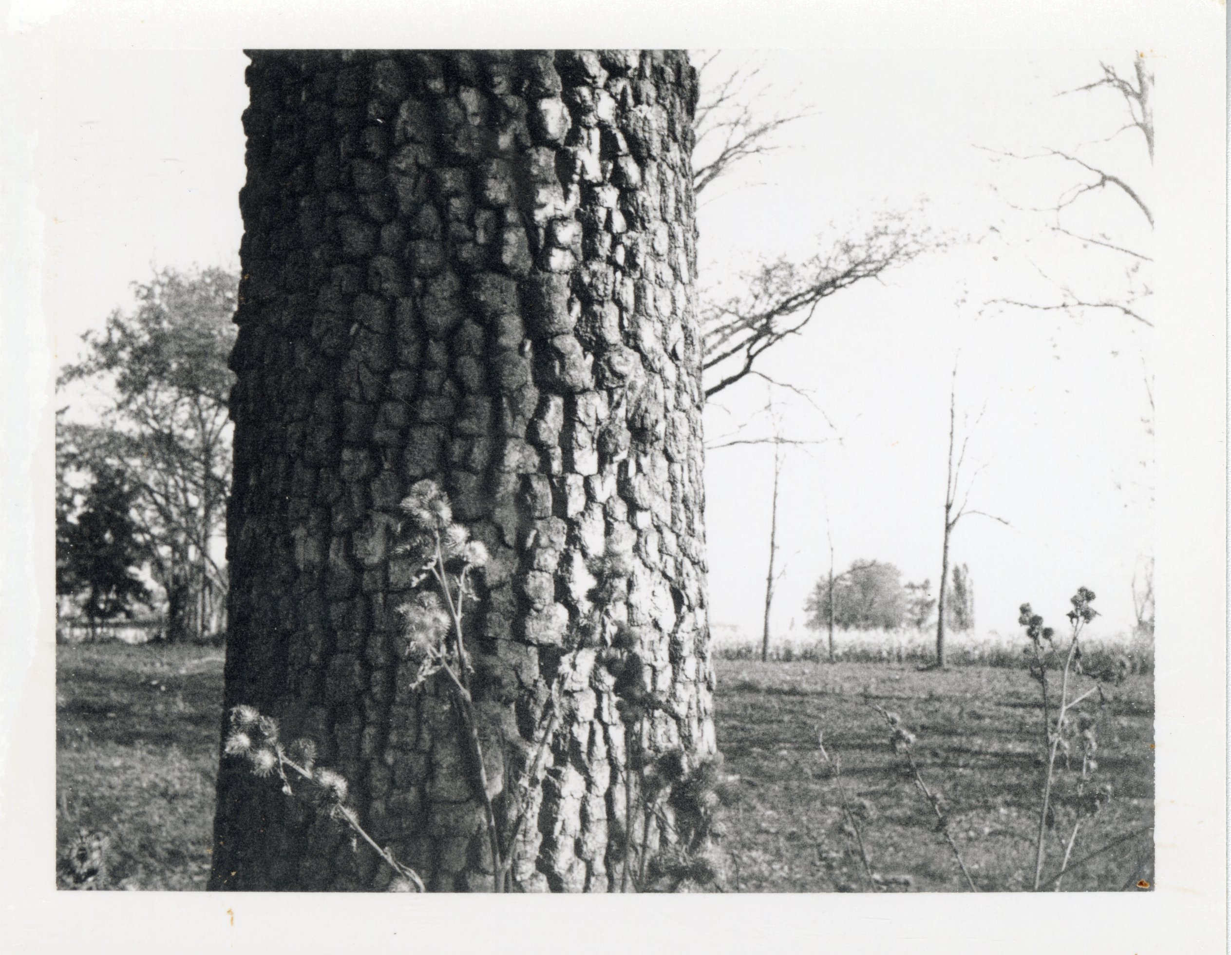 Persimmon tree in grove south of Kingston,  Iowa