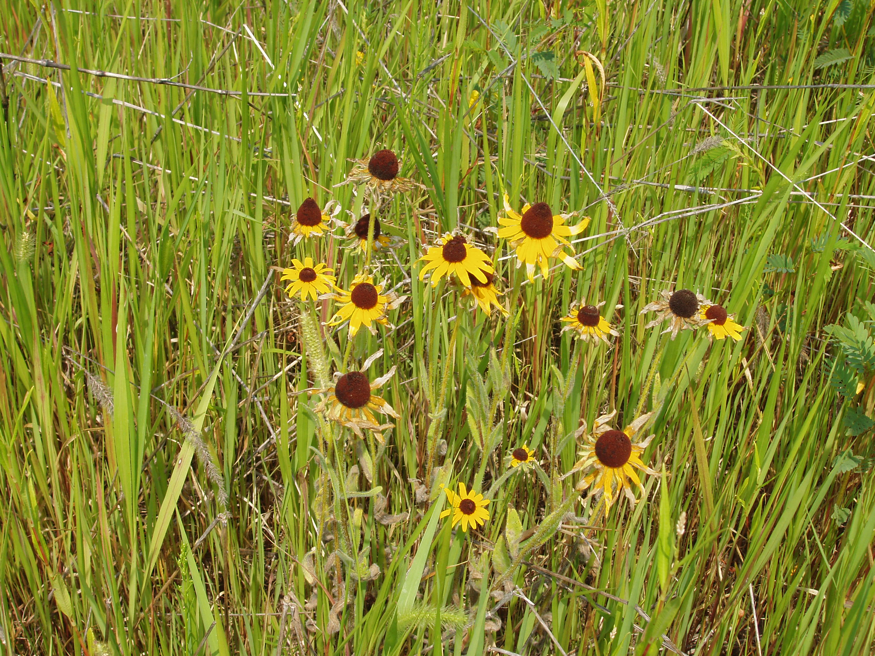 2007 Jack Strawhacker photos of coneflowers