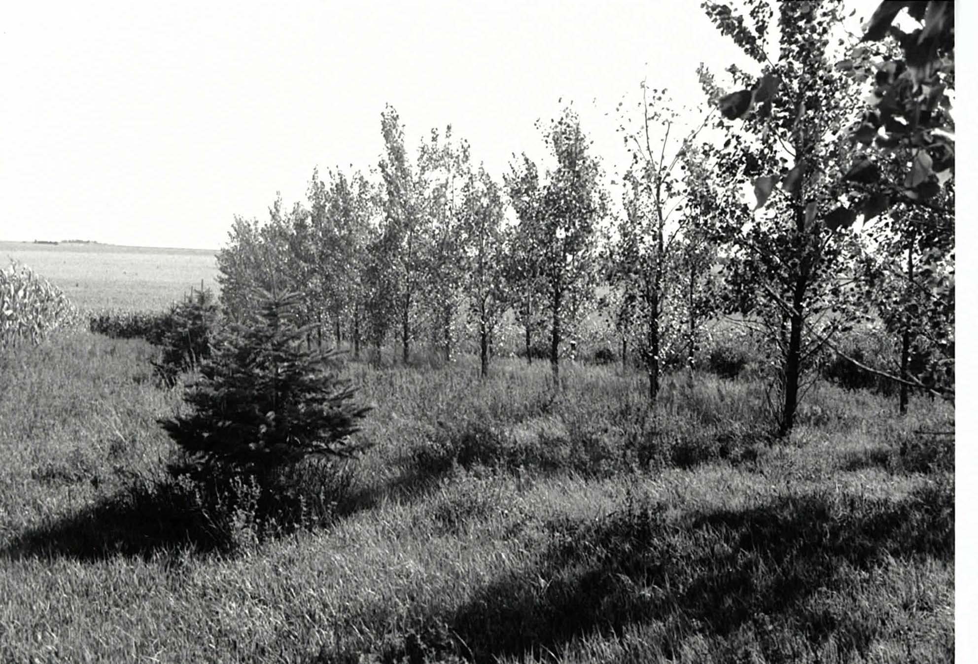 Windbreak near cornfield