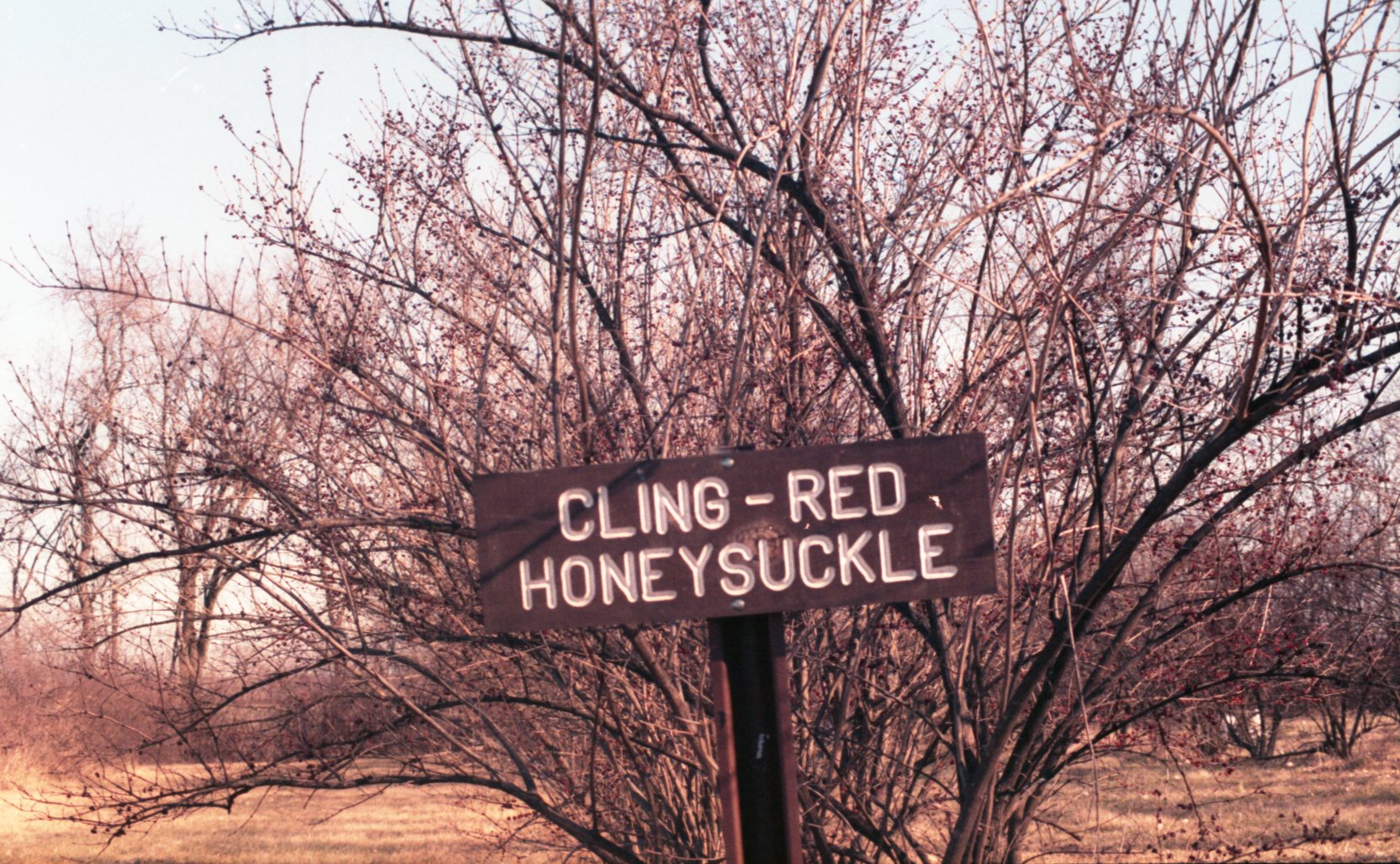 Cling Red Honeysuckle
