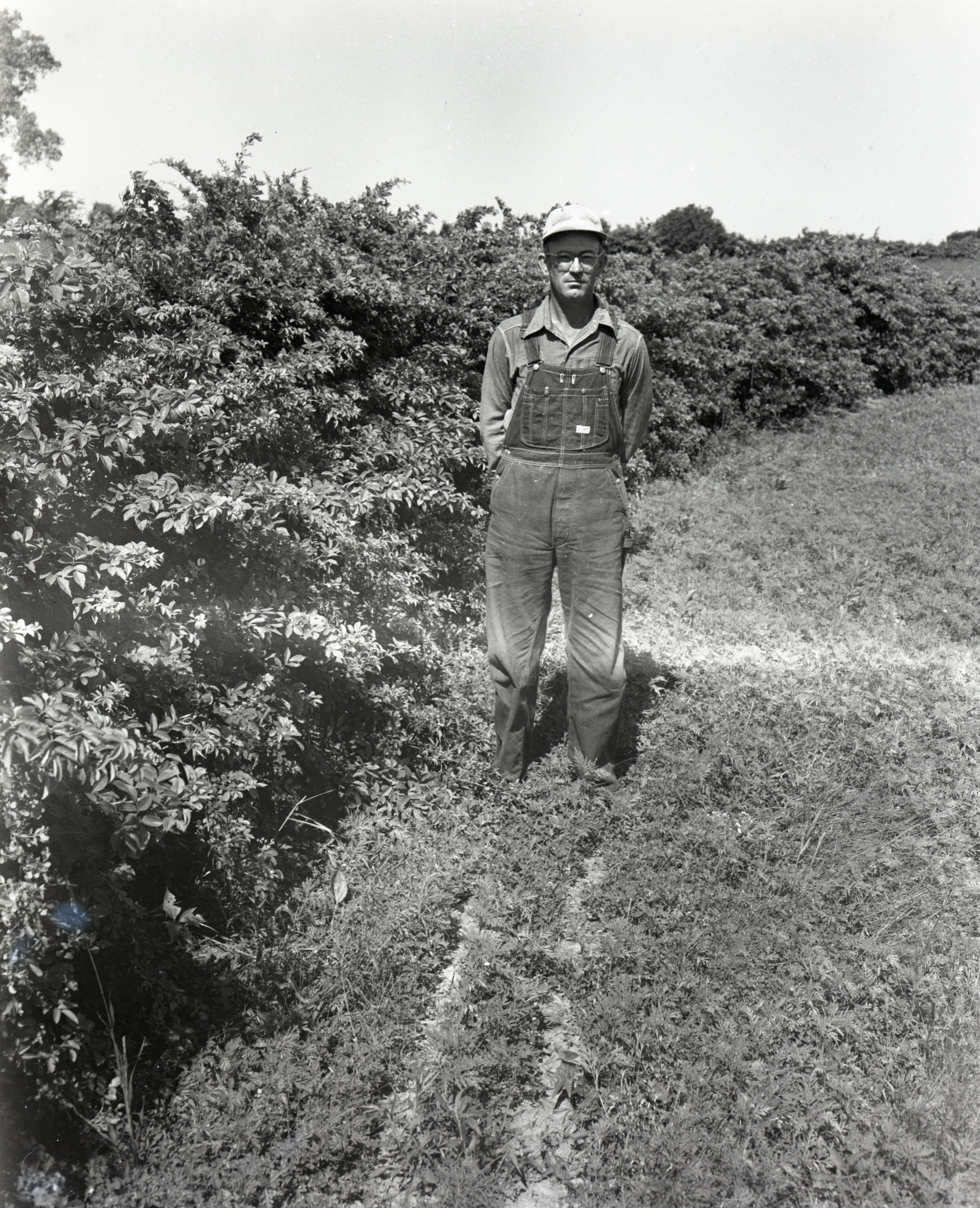 Unidentified Man Wears Hat, Overalls and Glasses Stands by Bushes in Grassy Field