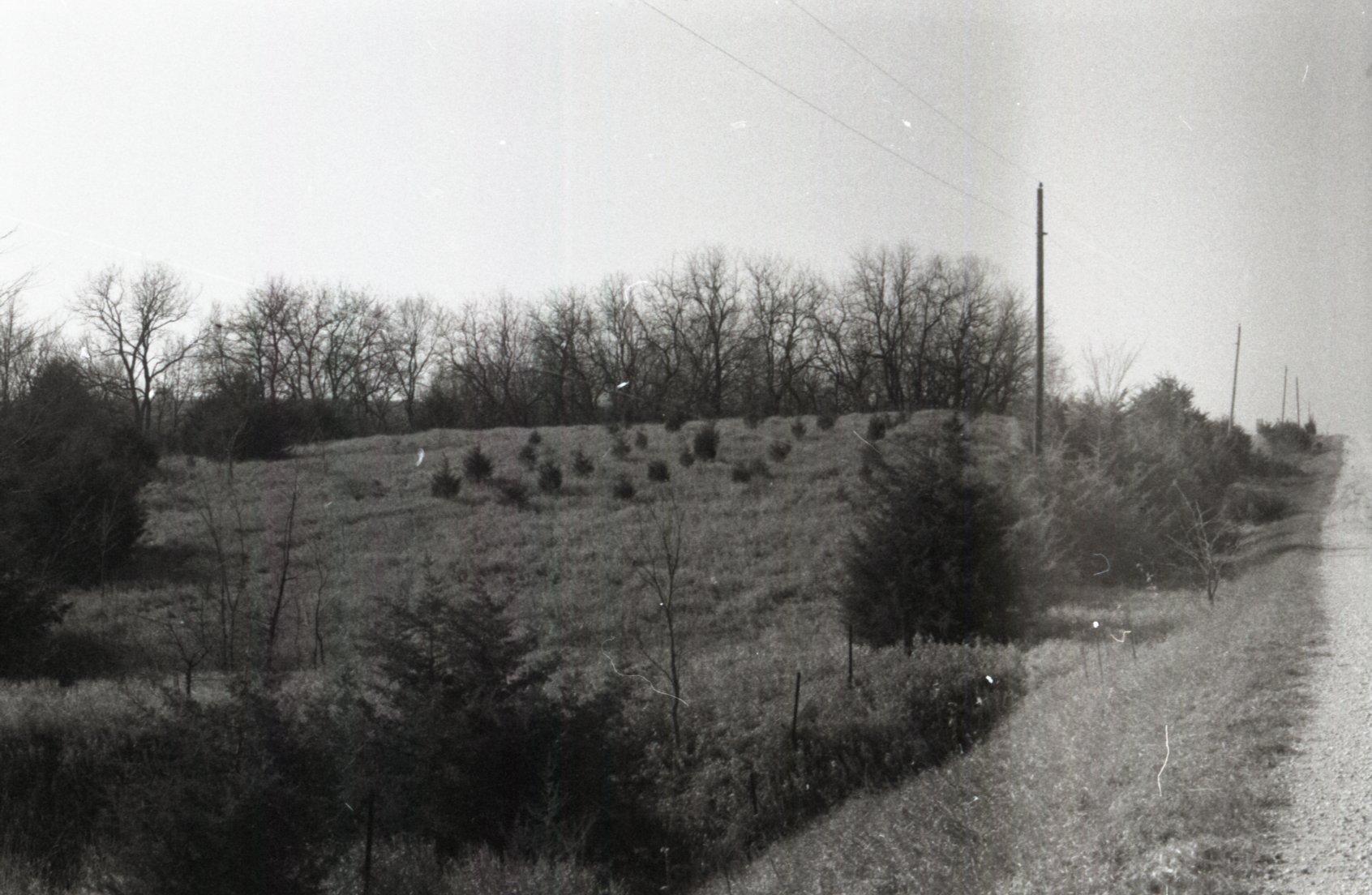 Small pine trees by roadside