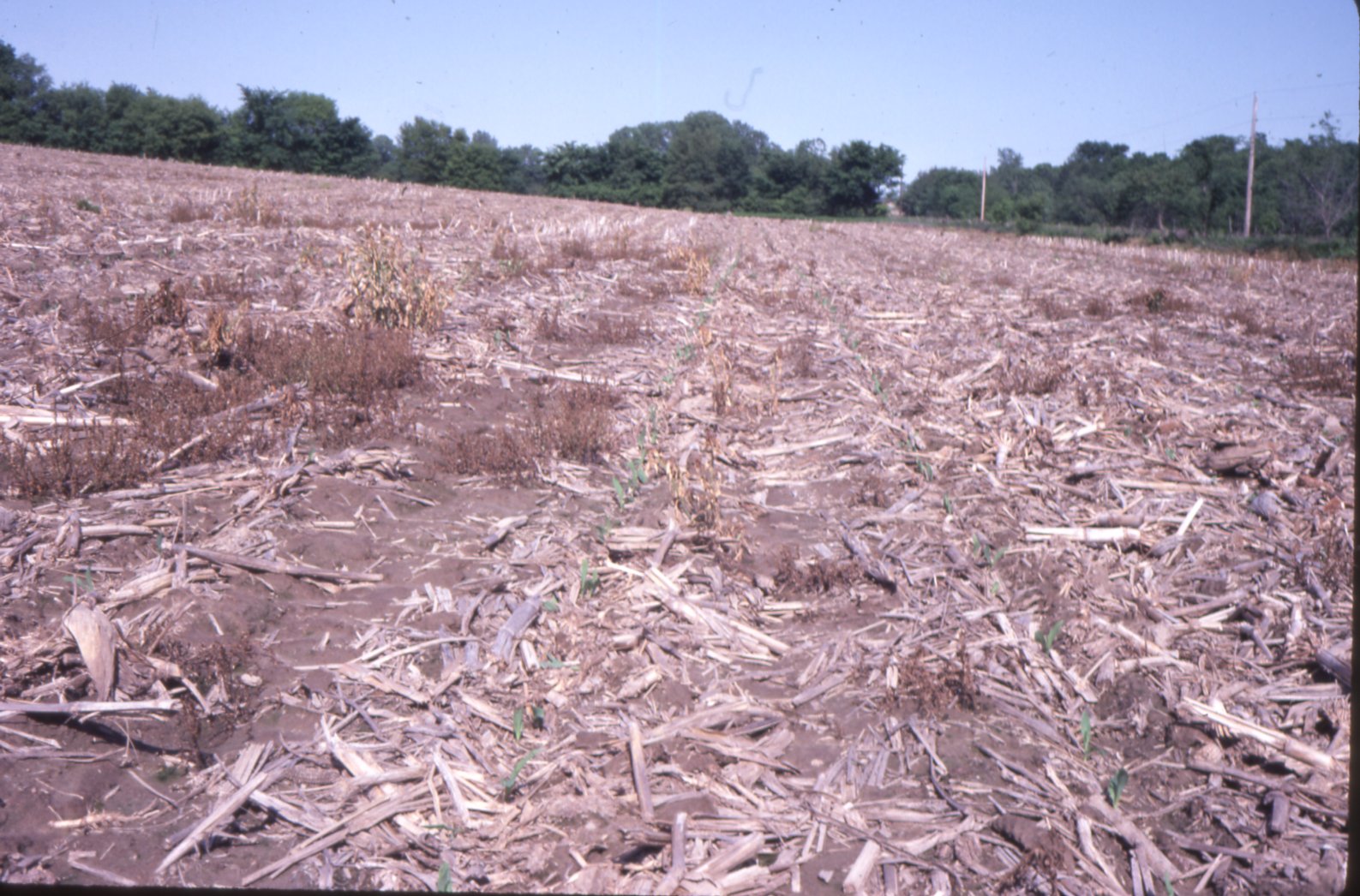 Mike Brown no-till corn, 1983