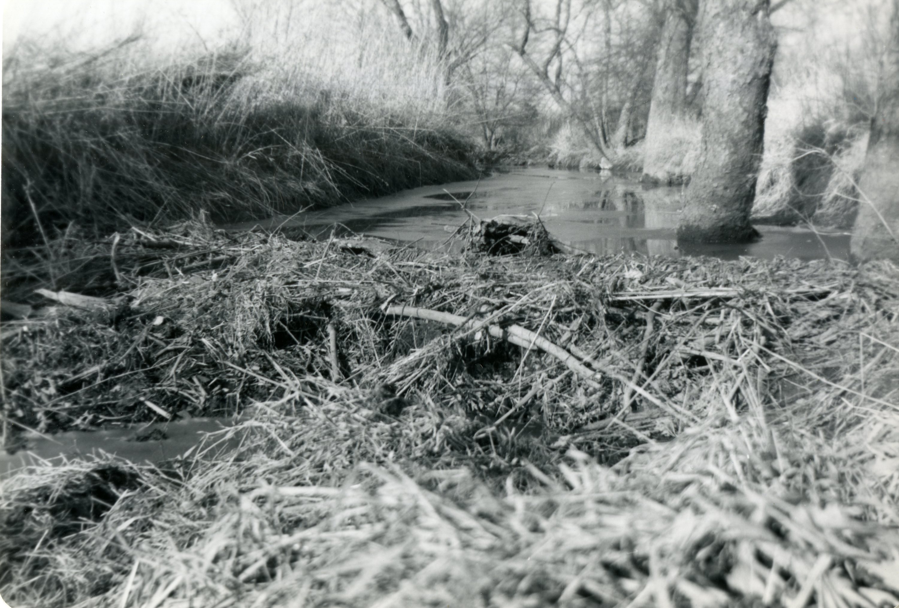 Beaver Dams on Keith Amstutz Farm