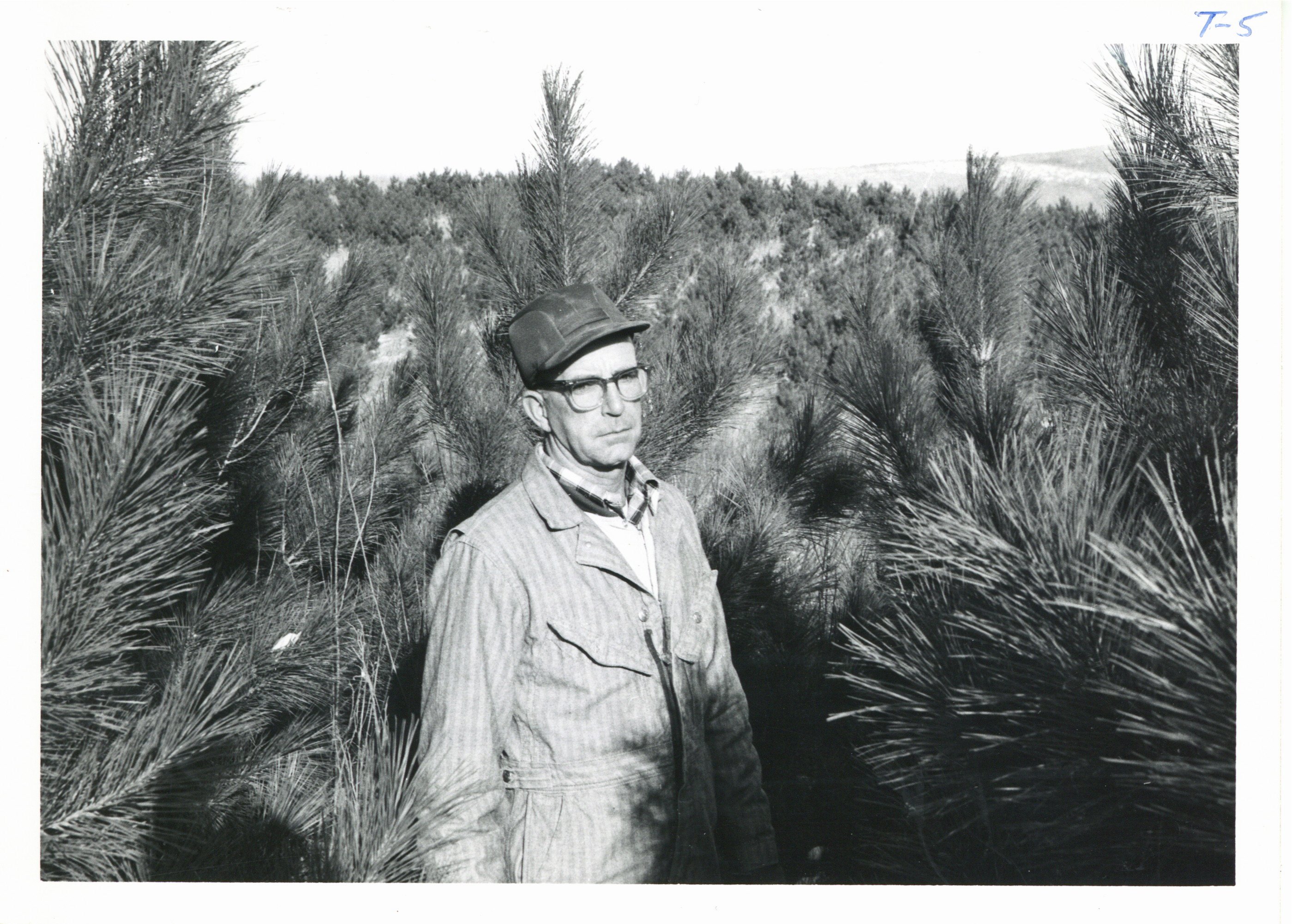 Don Schwenke inspecting his eight-year-old evergreens, 1965