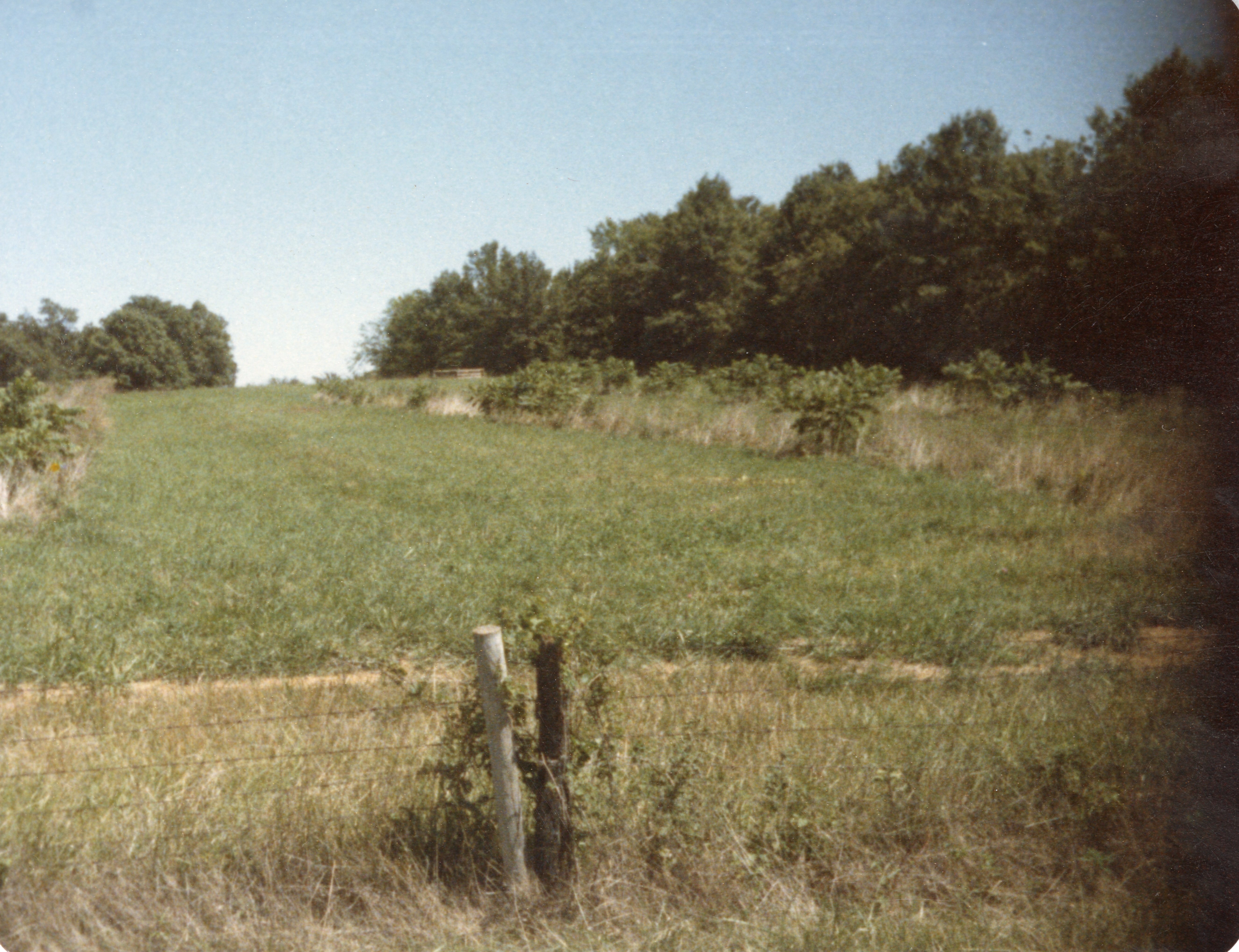 Grass Pasture with Fence in Front with Trees in Back