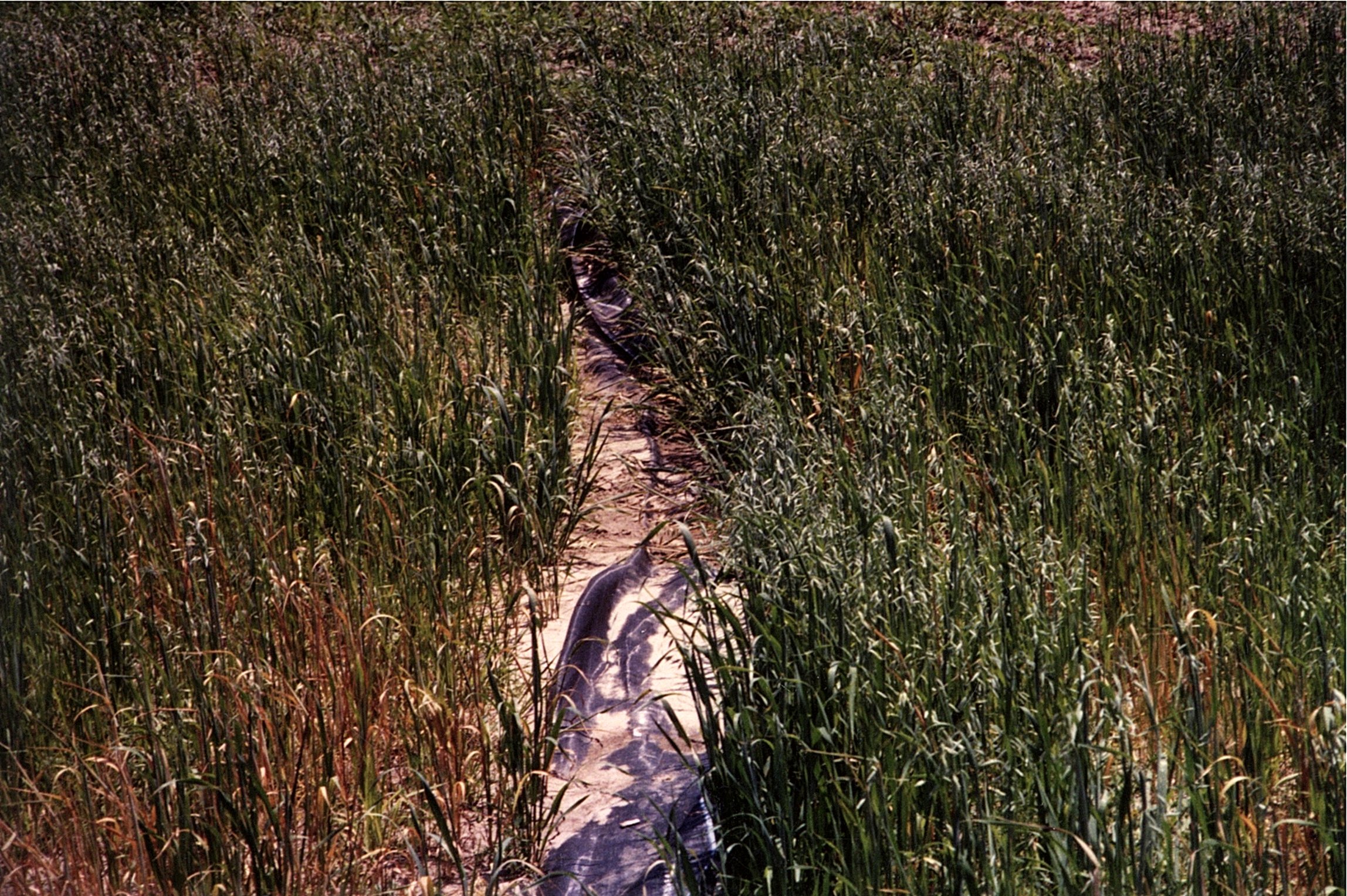 John Kiulahan agricultural land