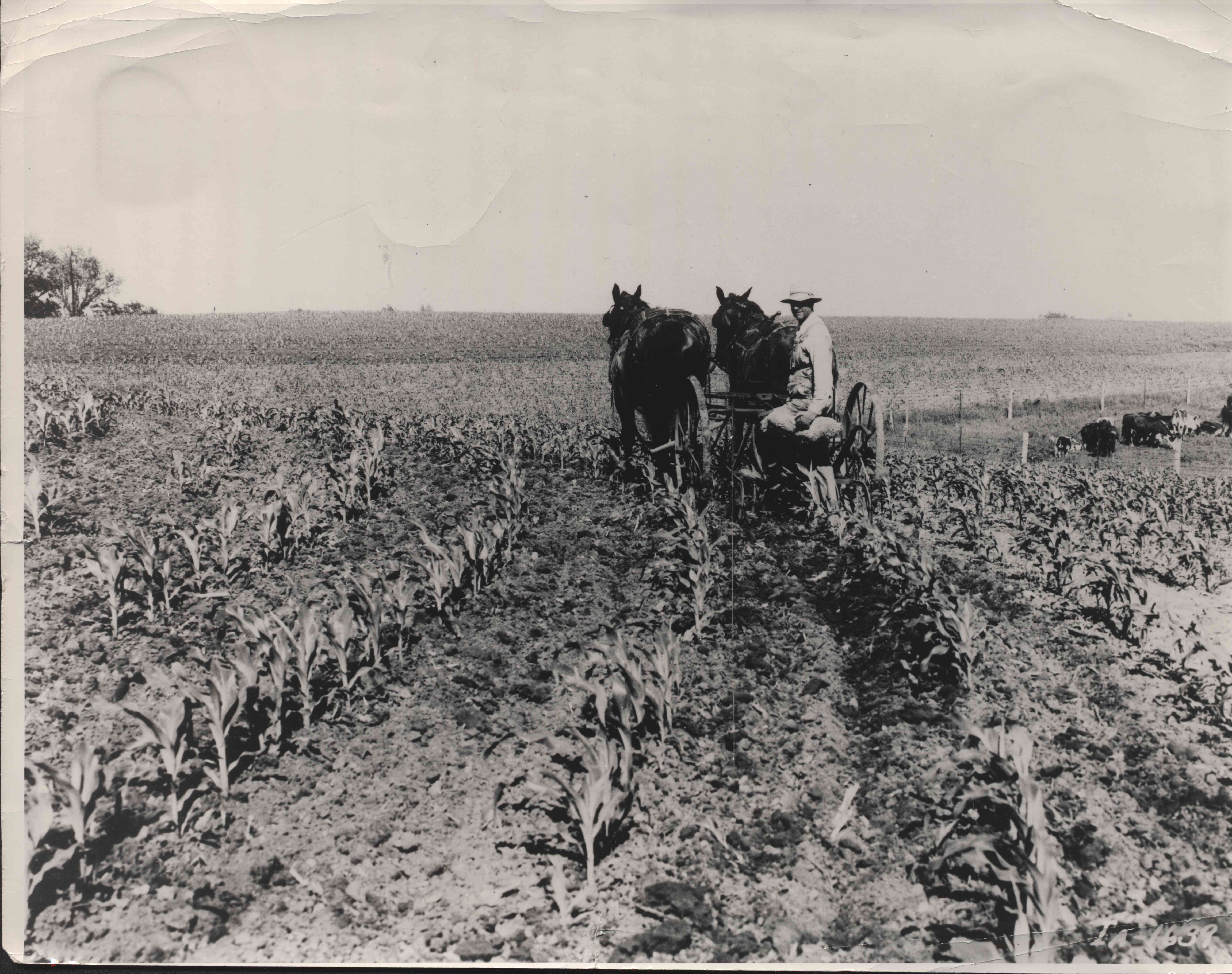 Farmer plows corn field with two horses in Plymouth County, Iowa