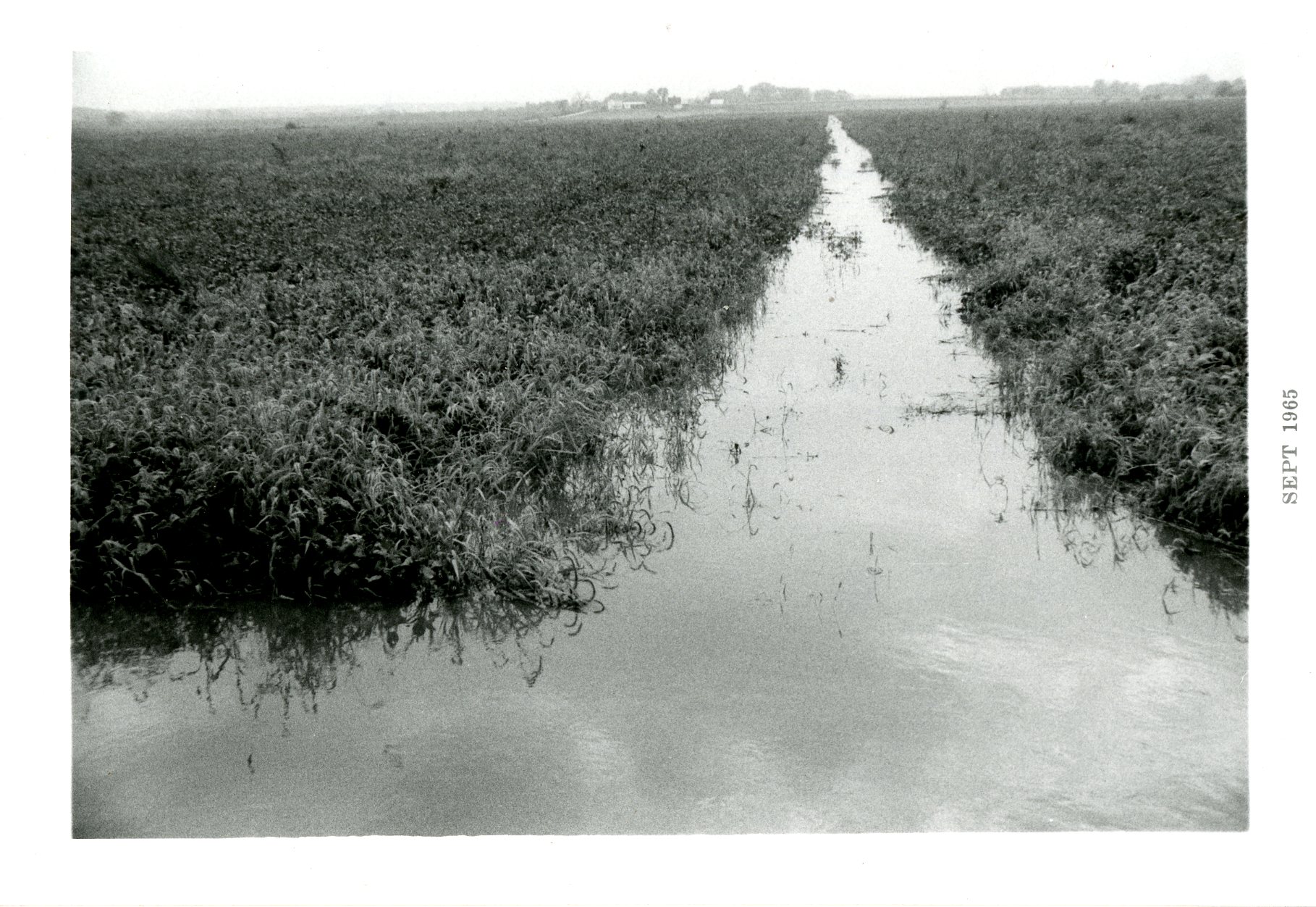 Surface drain on Swan farm, 1965