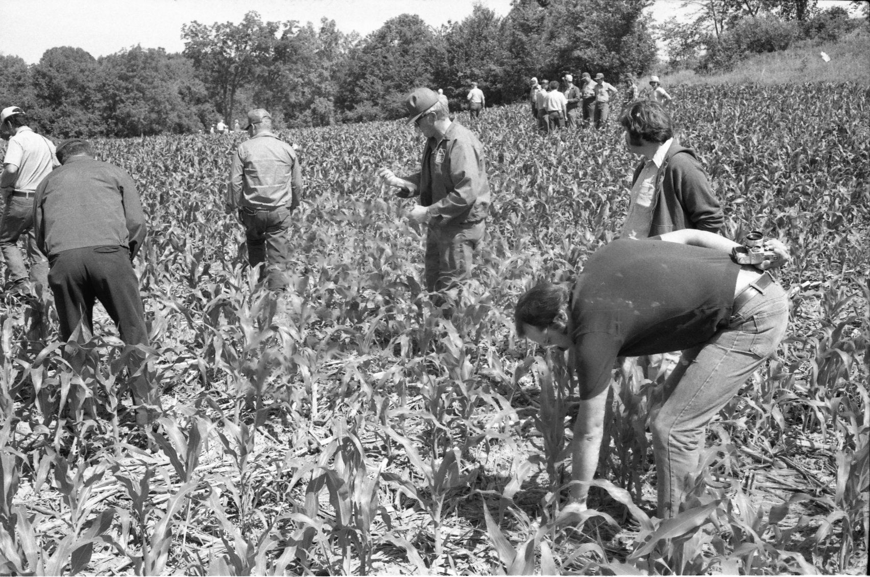 1978 Men in cornfield on no-till tour