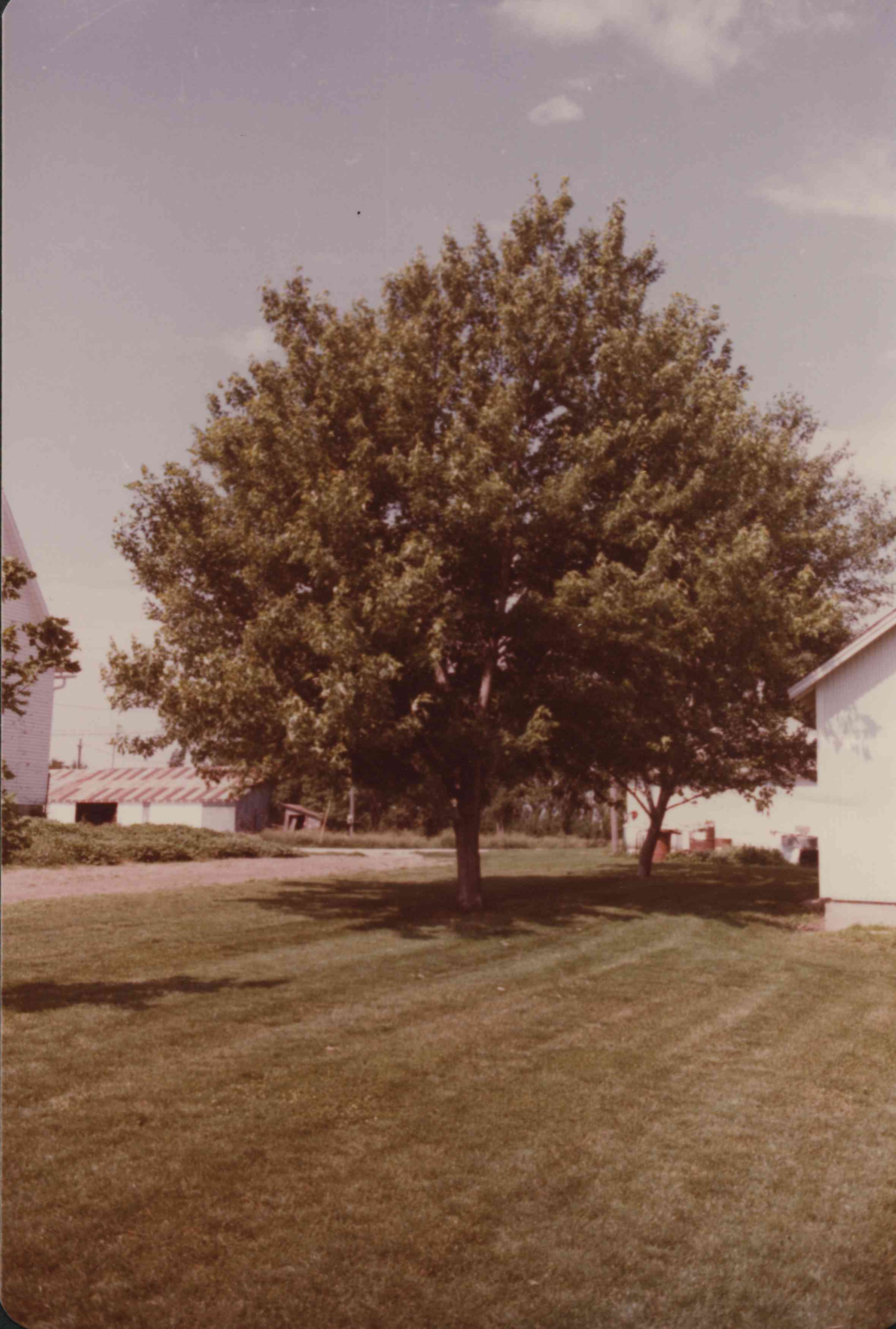Maple tree