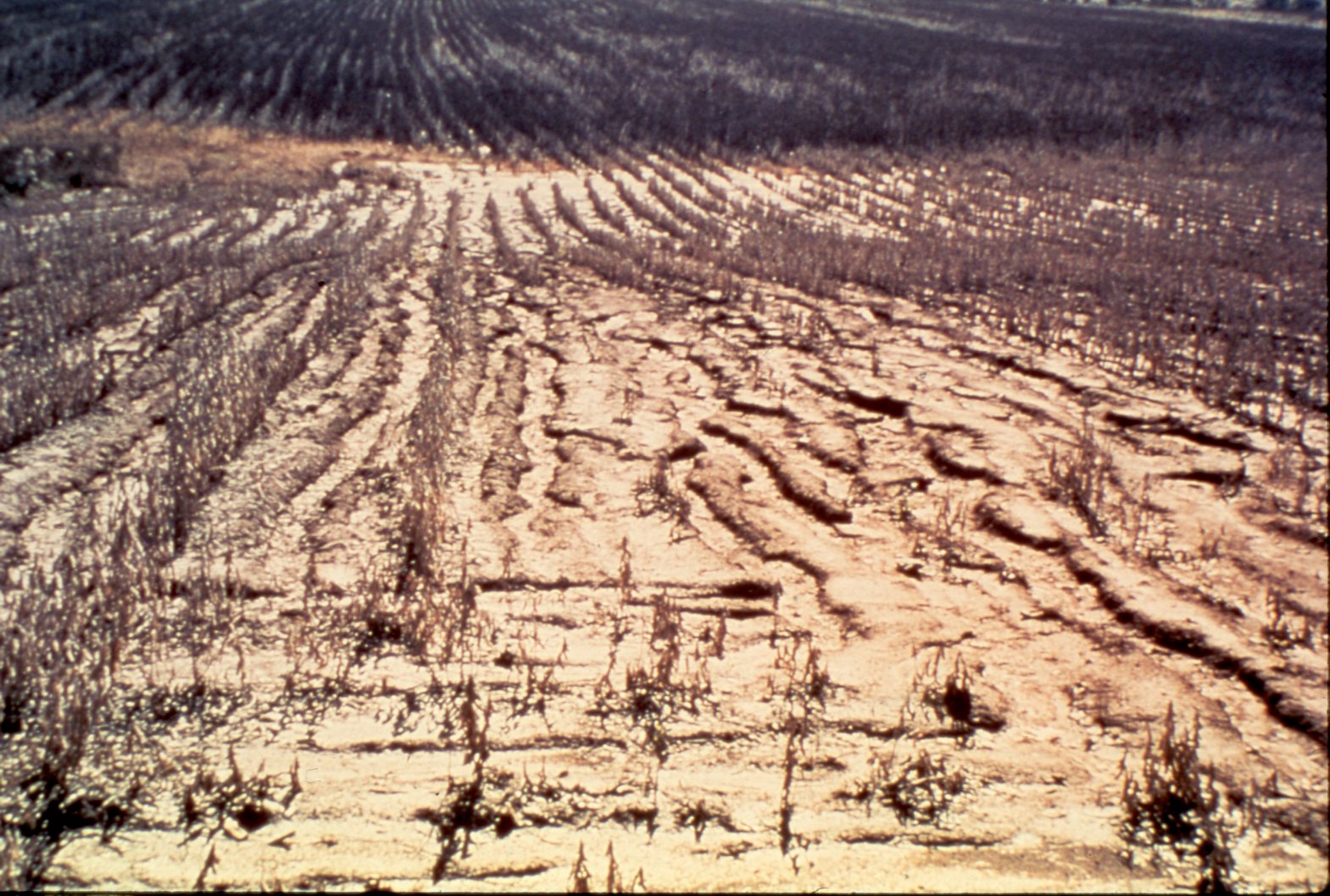 Drought