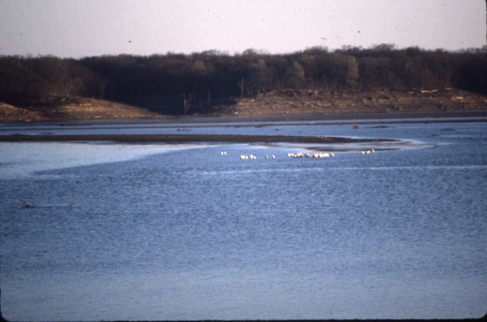 Wildlife on lake