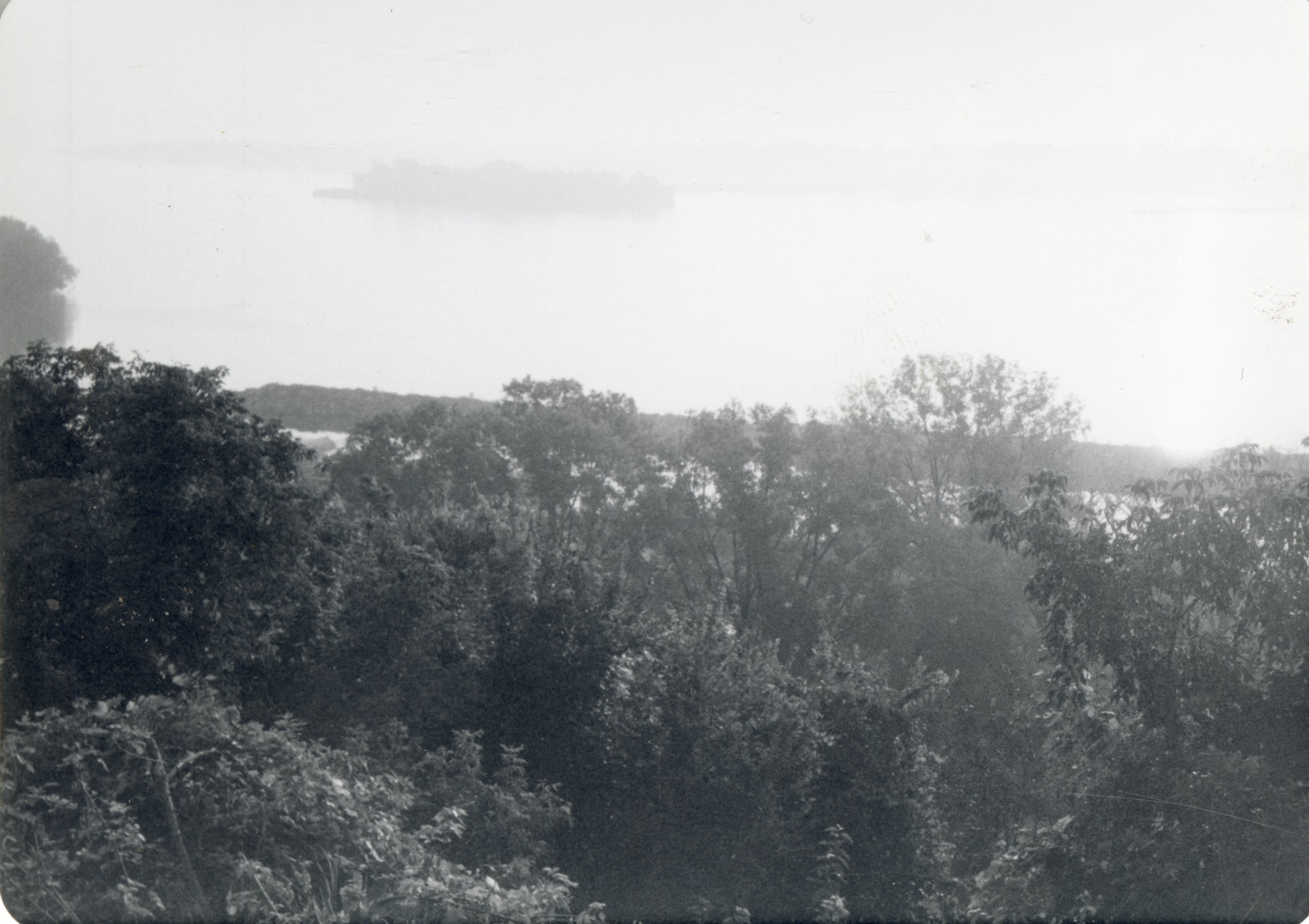 Trees overlooking river