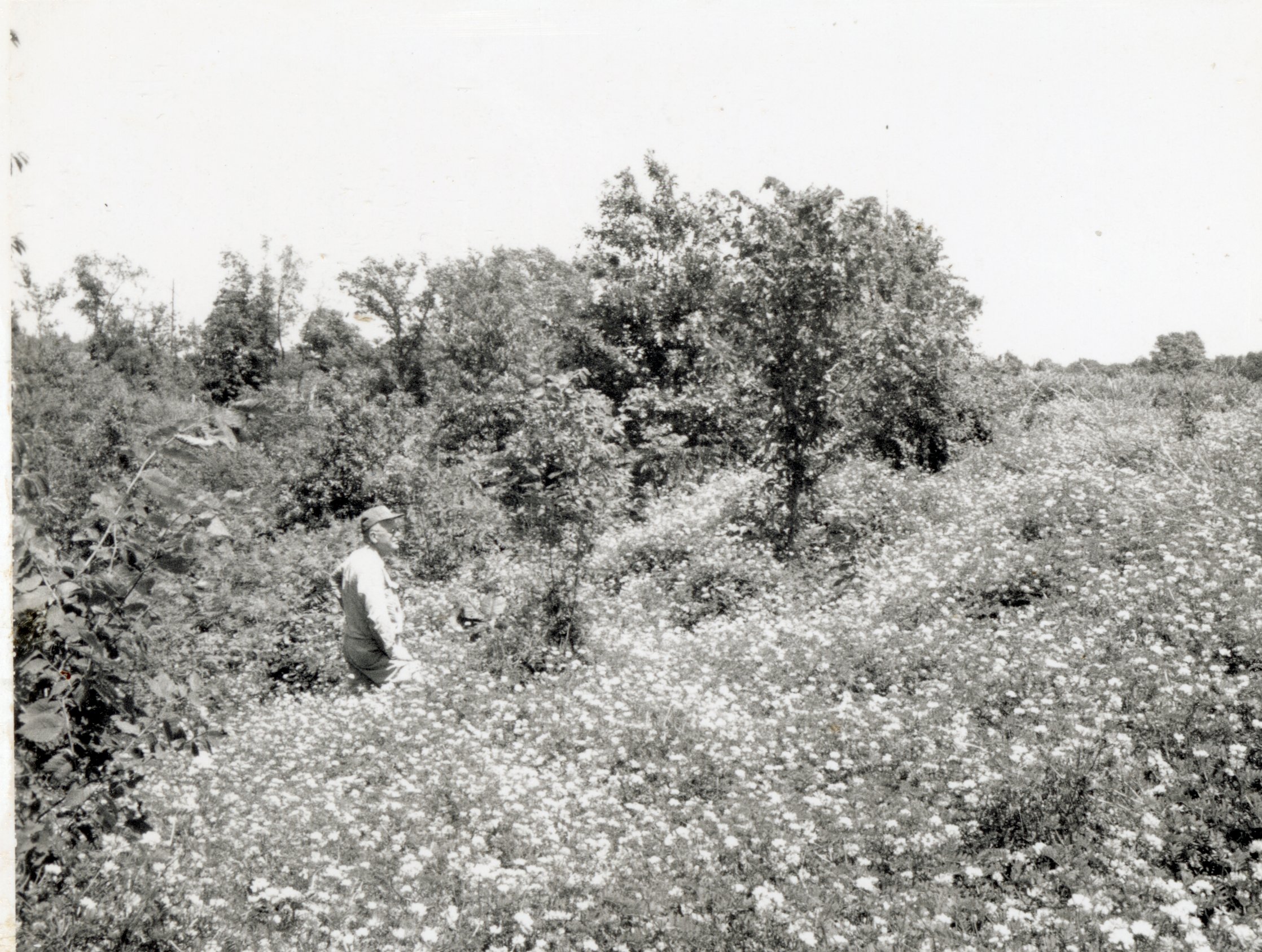 Man stands in clover field