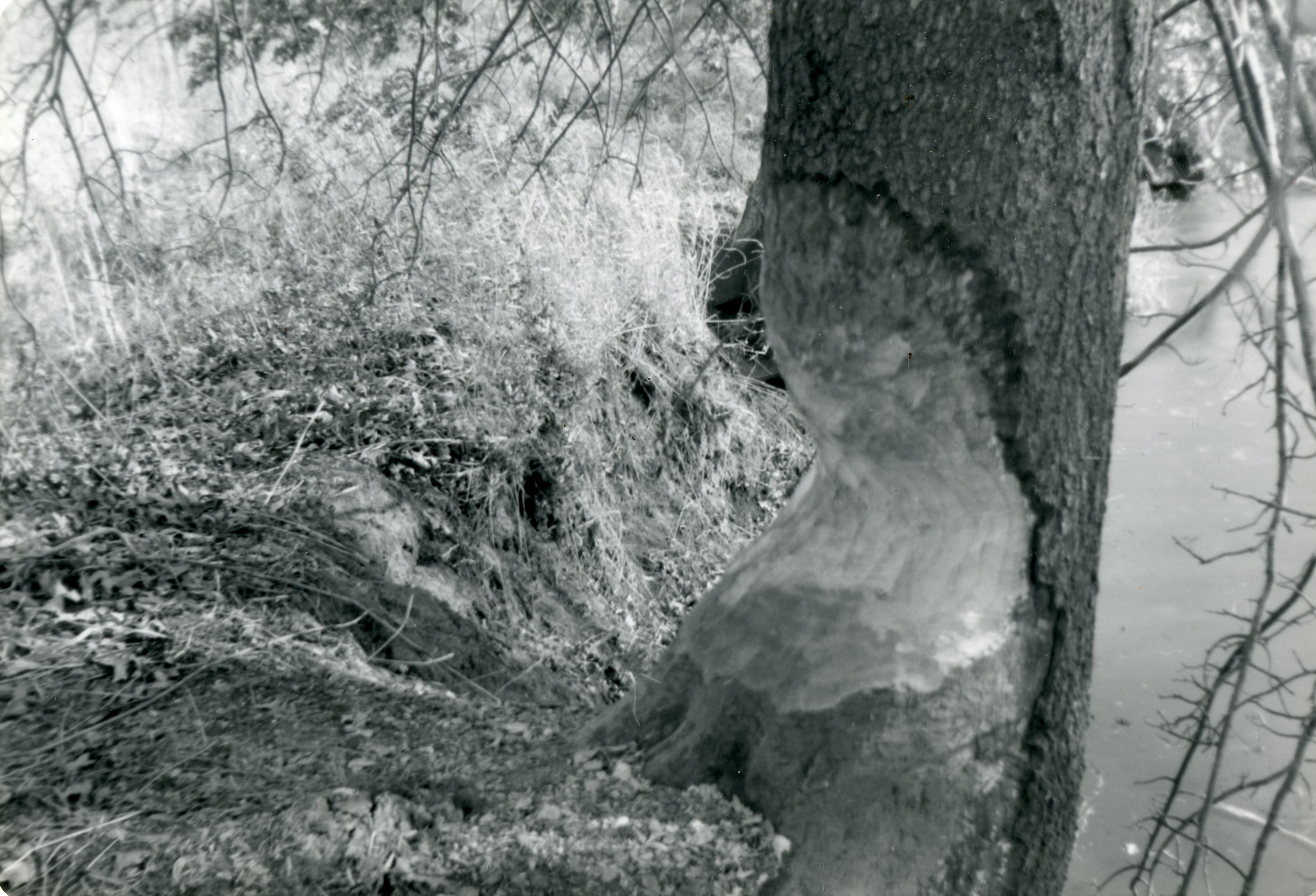 Large Tree Chewed by Beavers