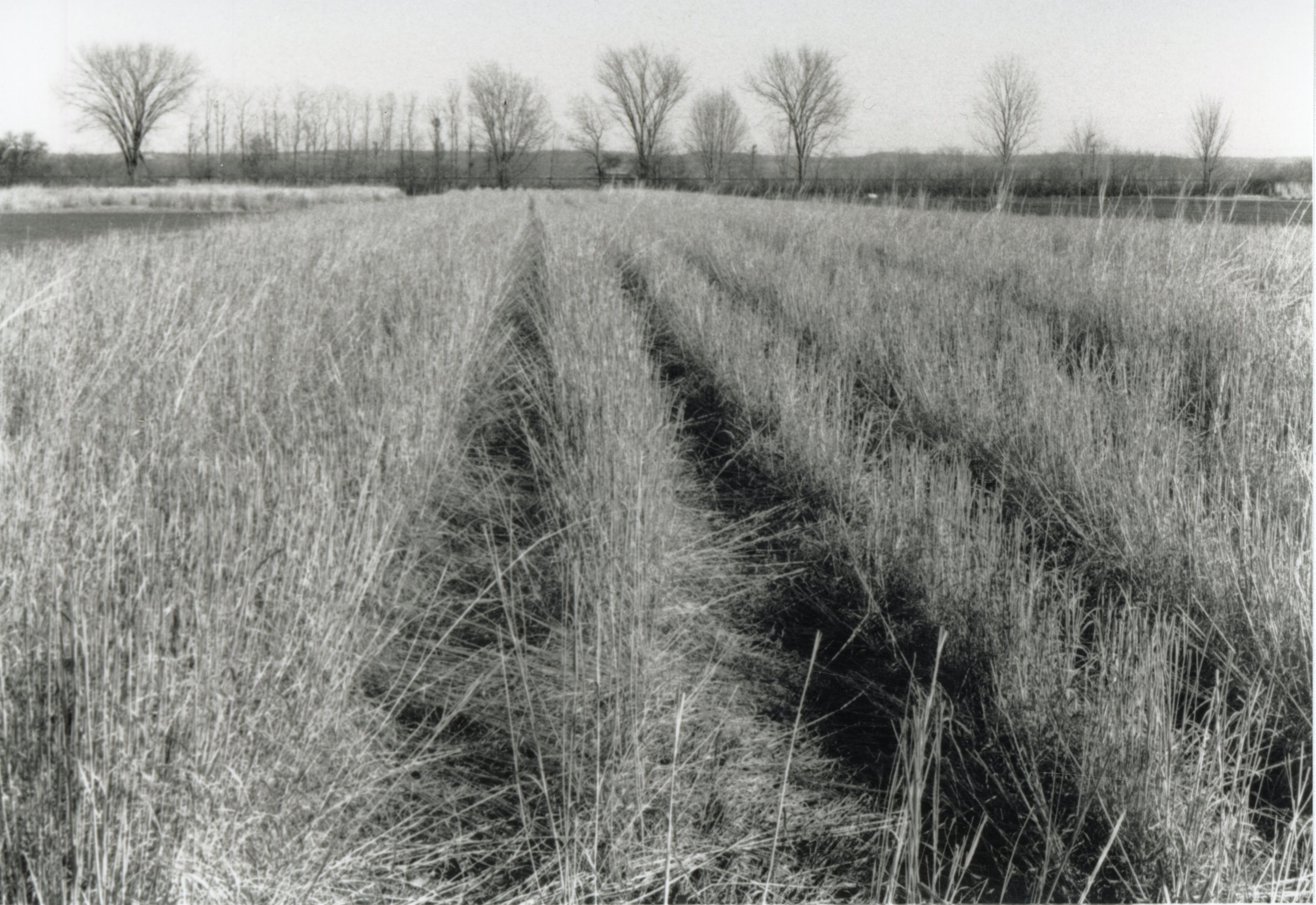Tall grass