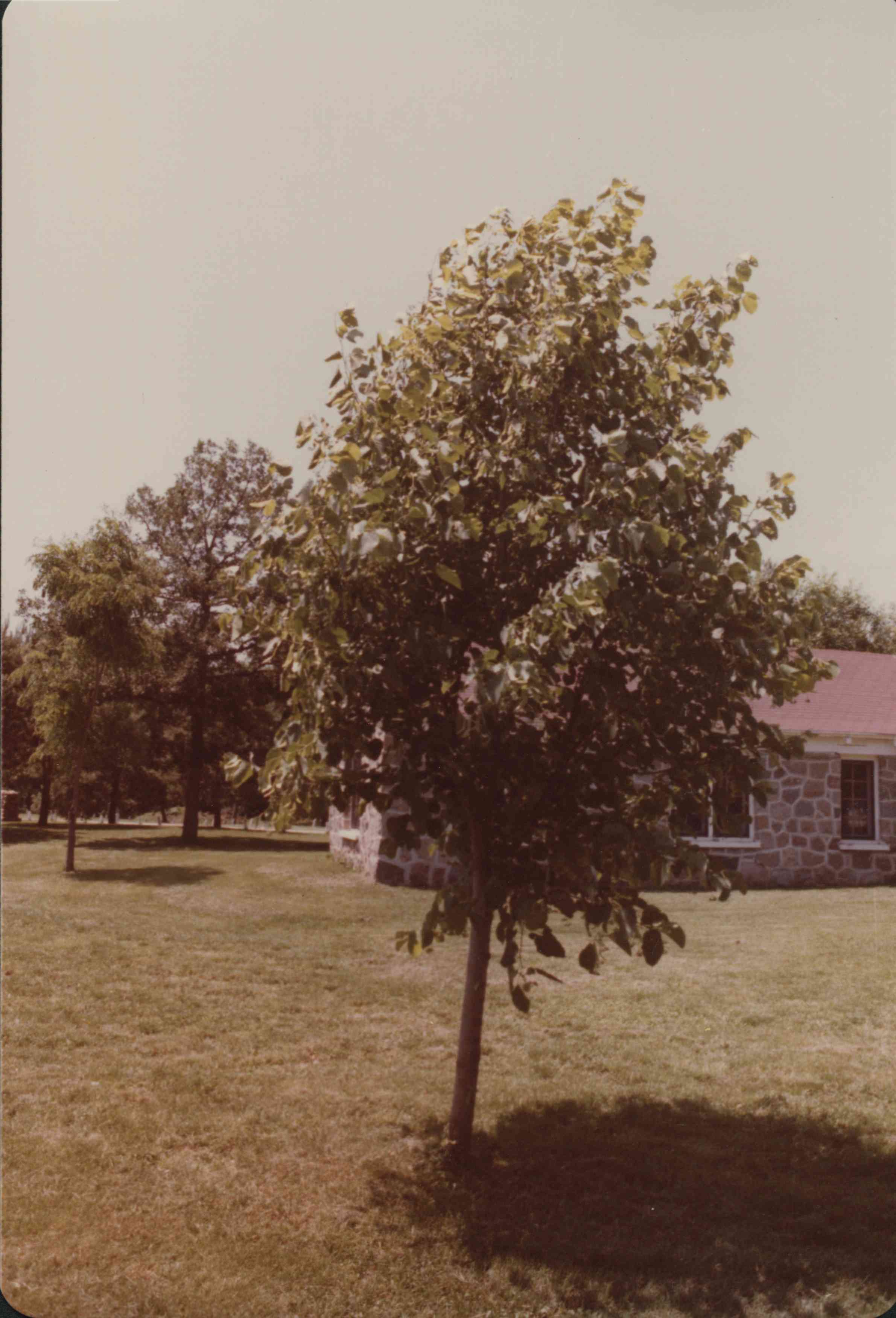 Basswood Tree
