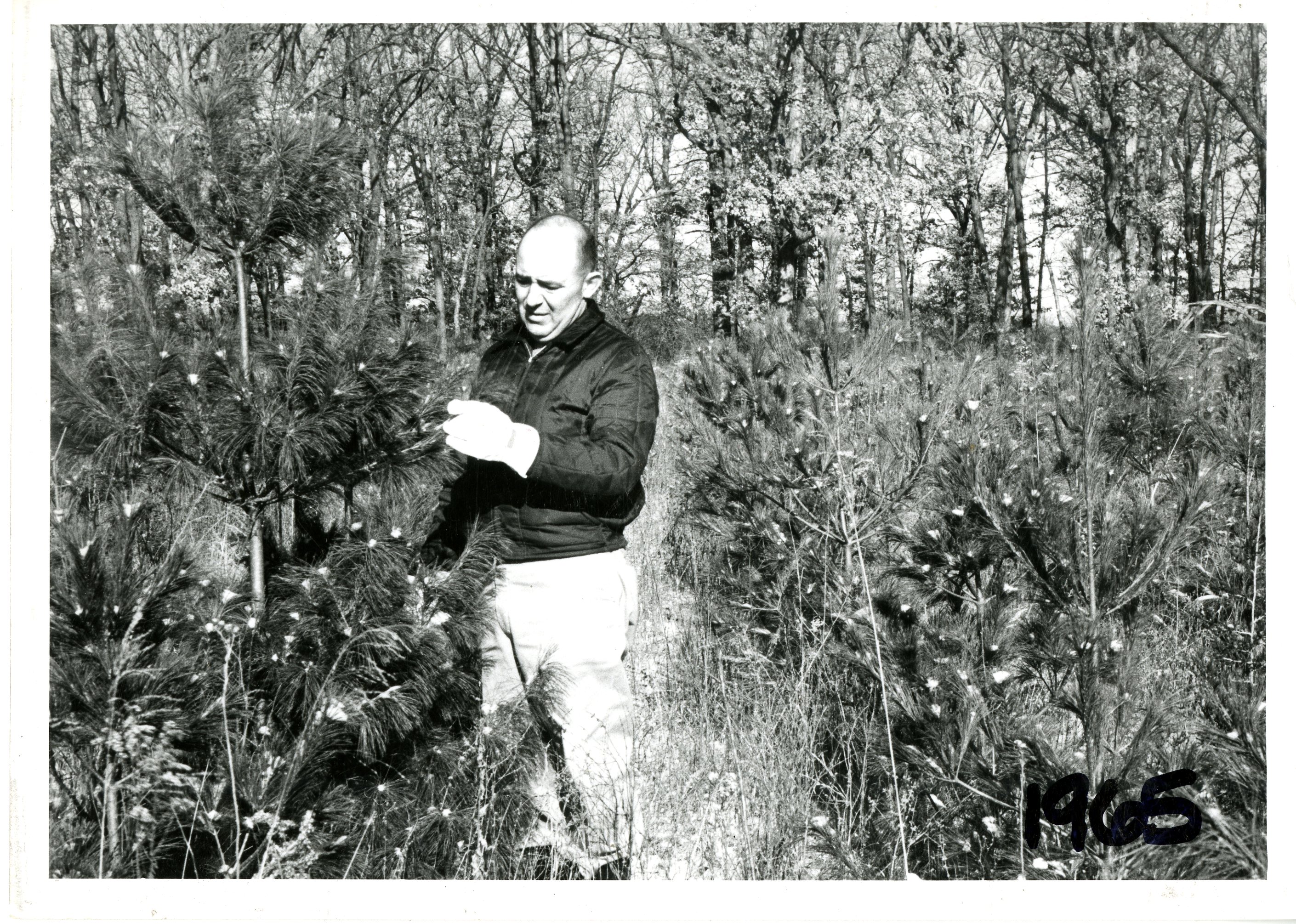 Unidentified man examining evergreen tree