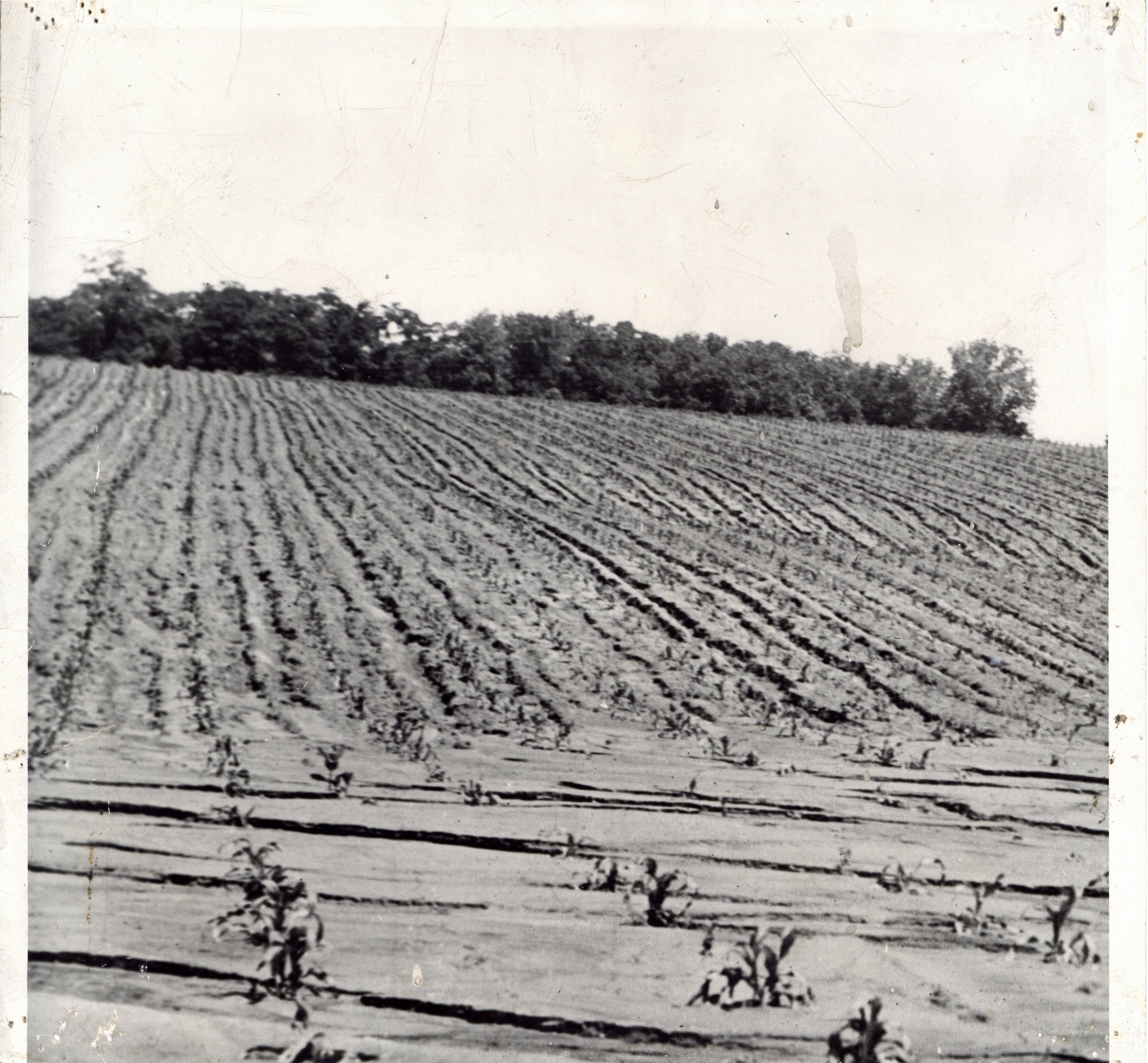 Cornfield with silty erosion