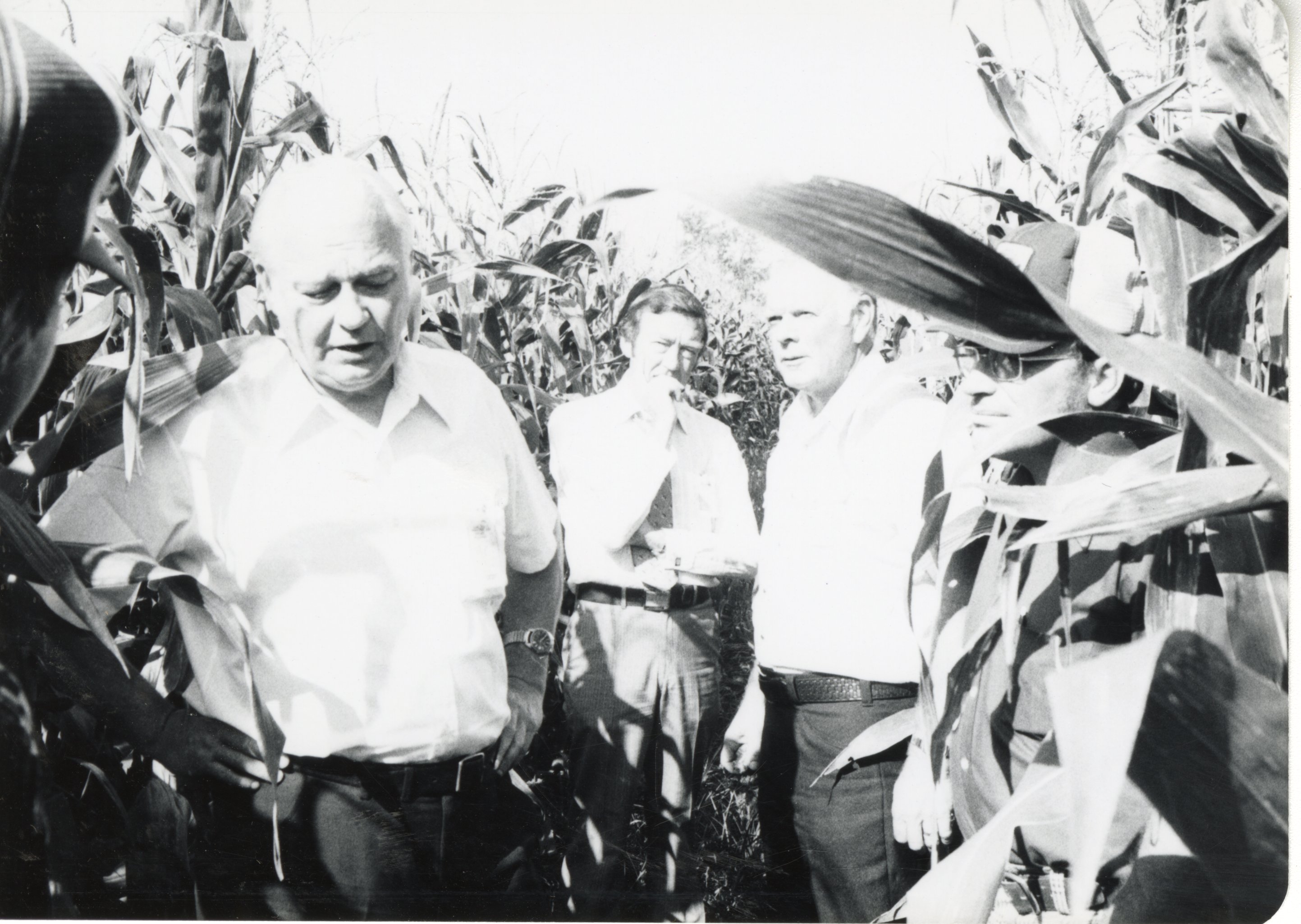 Five men stand in corn on no-till tour