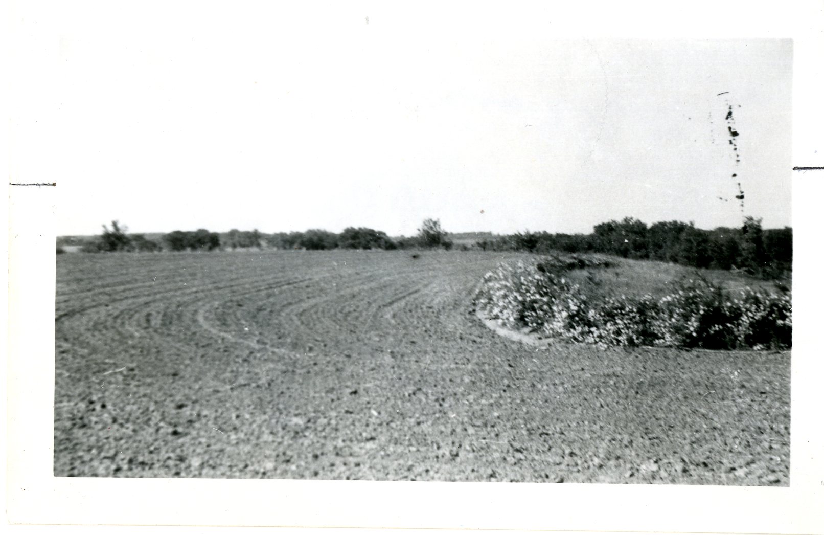 O Caparoon, 1959<br />
