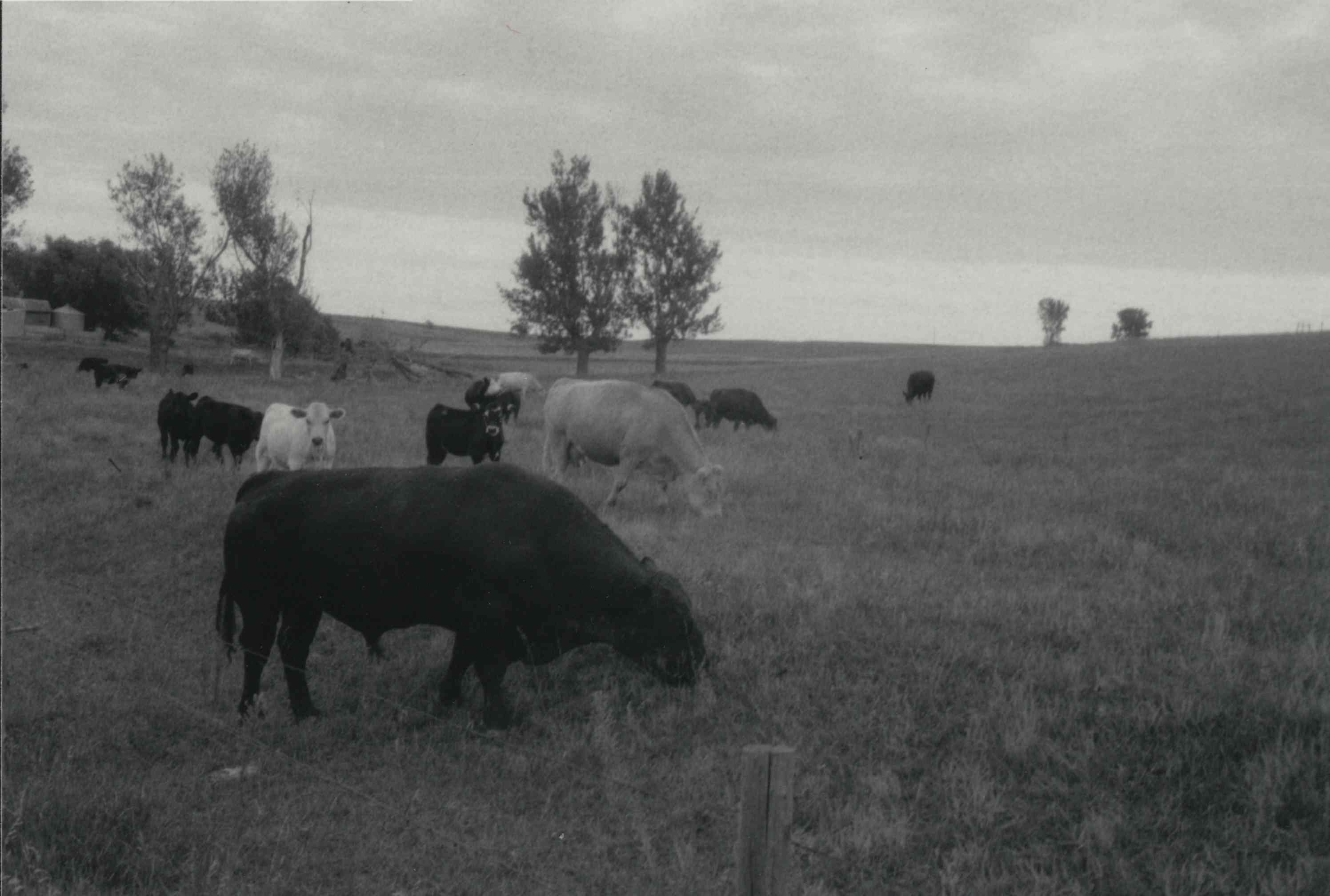 Cattle grazing on unidentified farm in Plymouth County, Iowa
