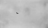 Delta Wing Photograph