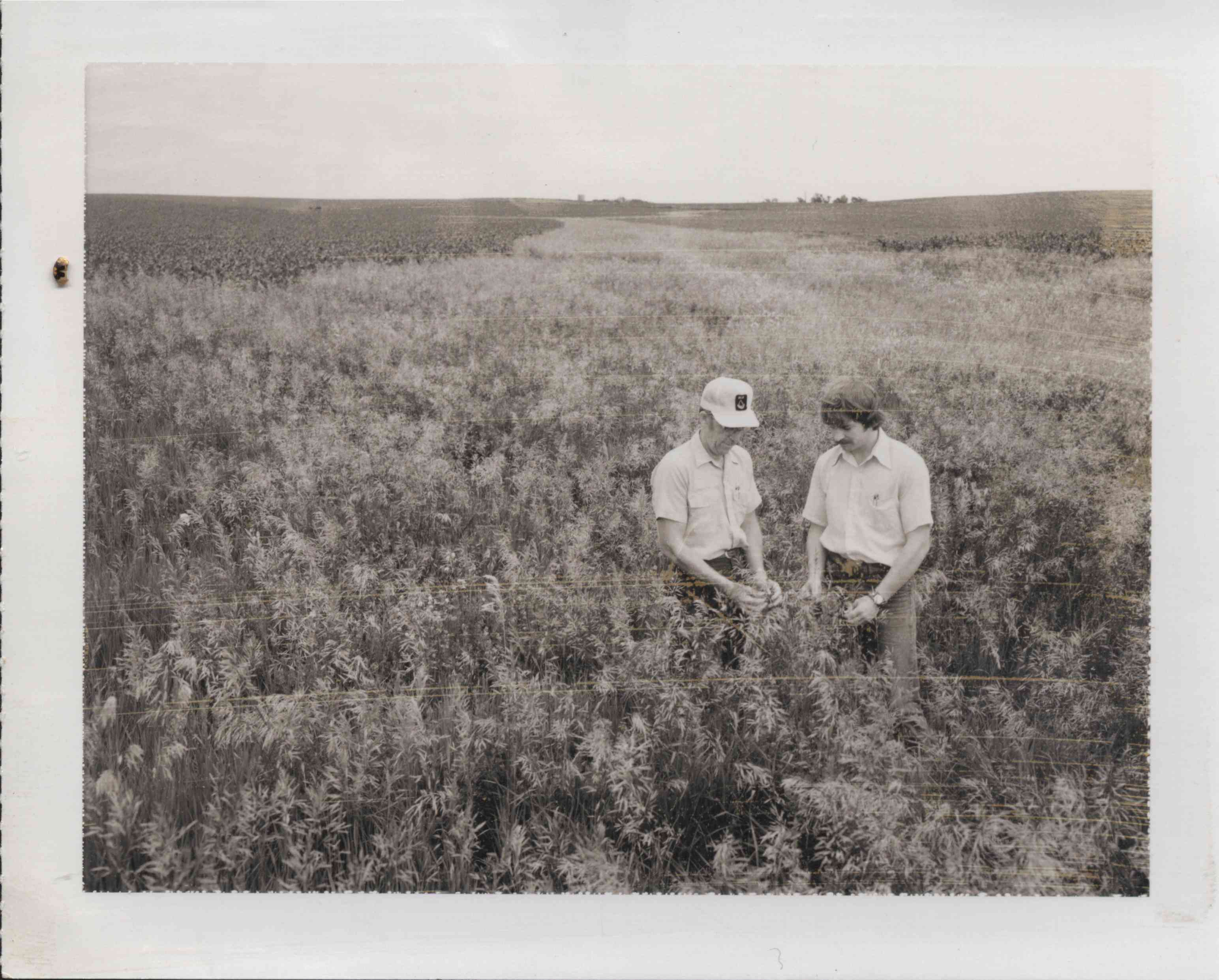 Two men examine crop in field