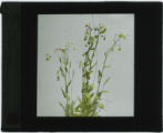 Erigeron (Fleabane)