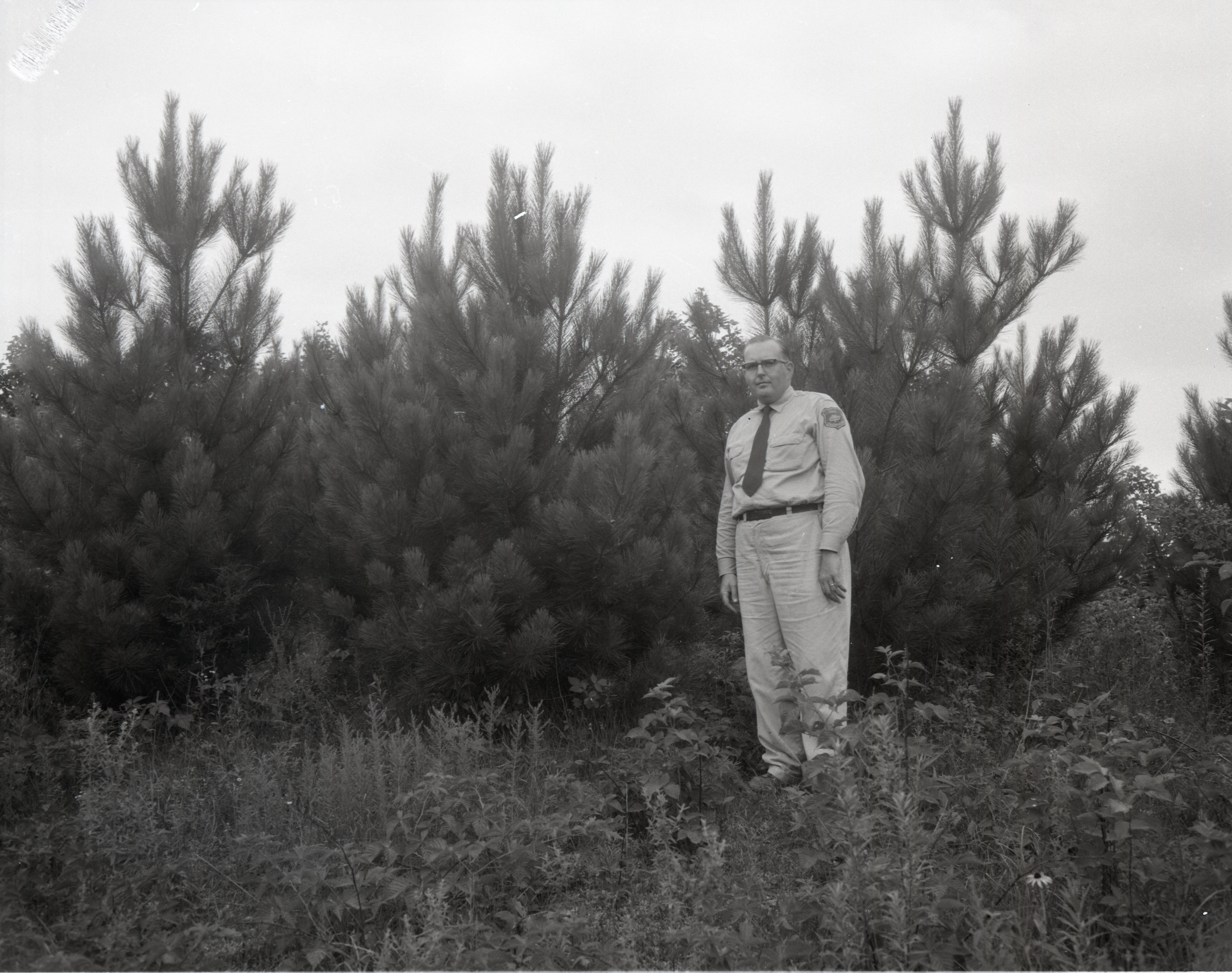 Conservation officer stands by pine trees