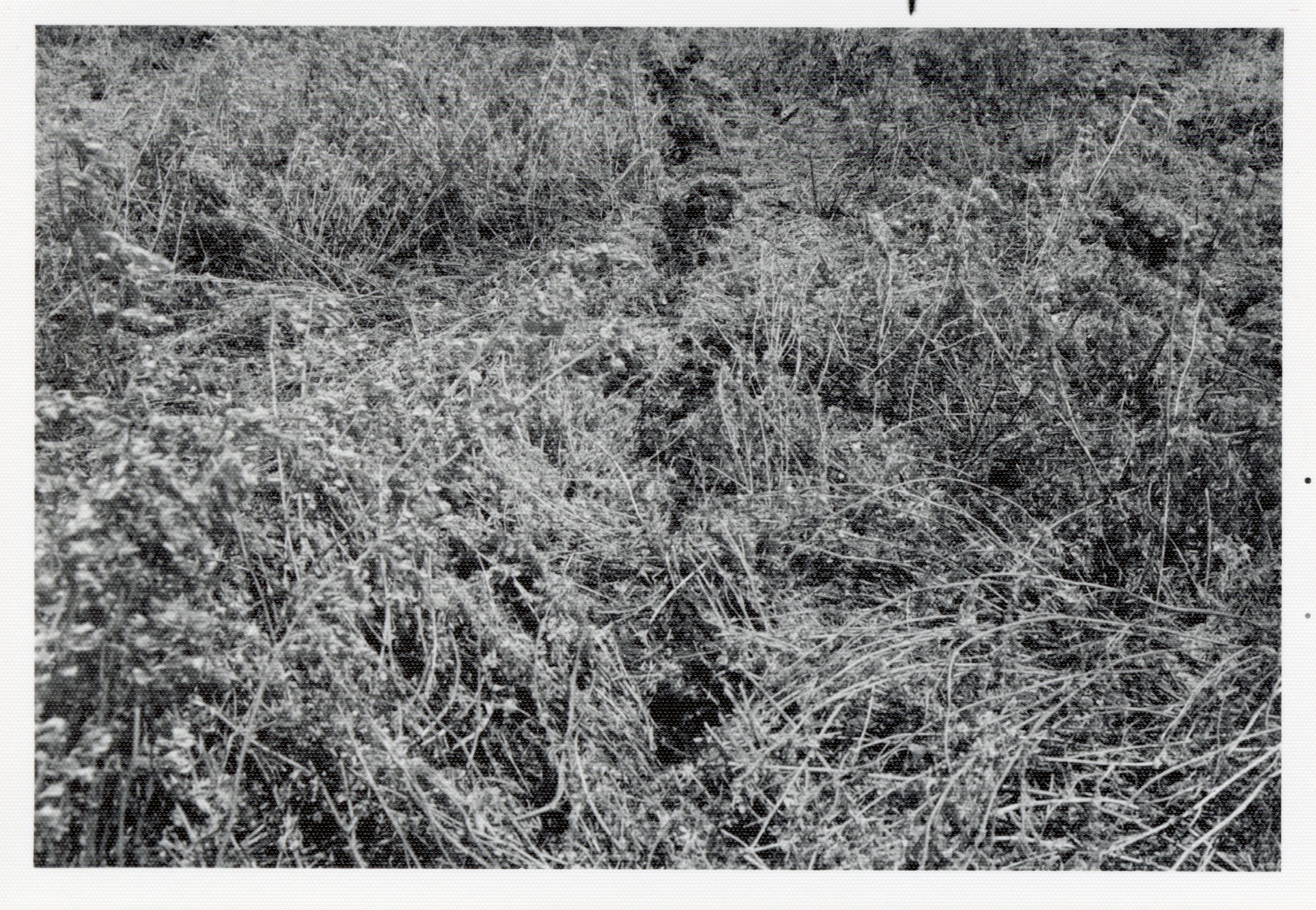Overgrown Field