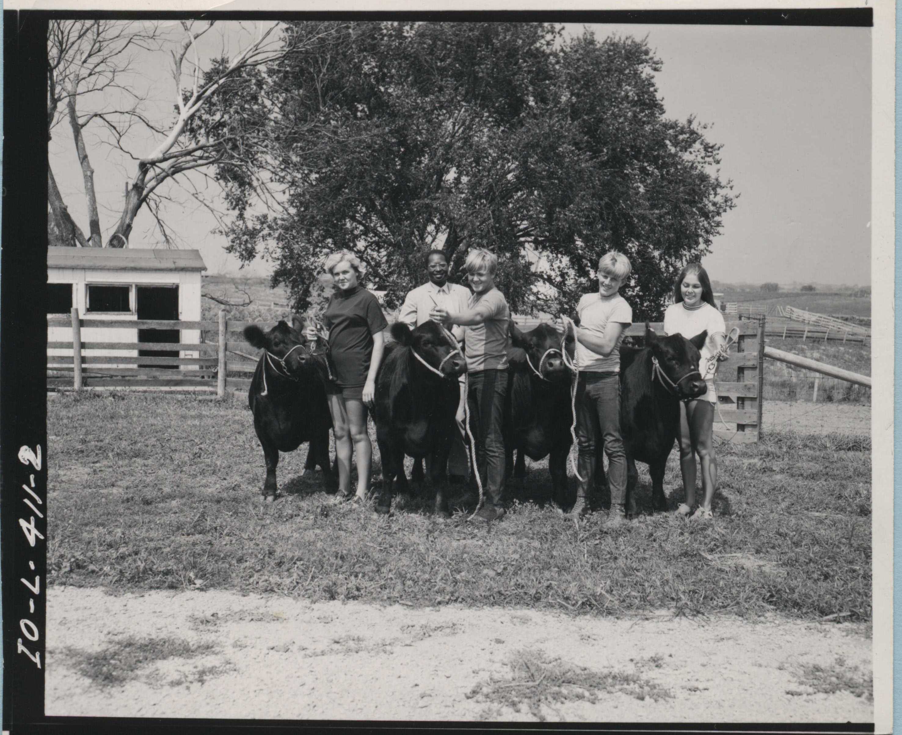 Children and gentleman with cattle