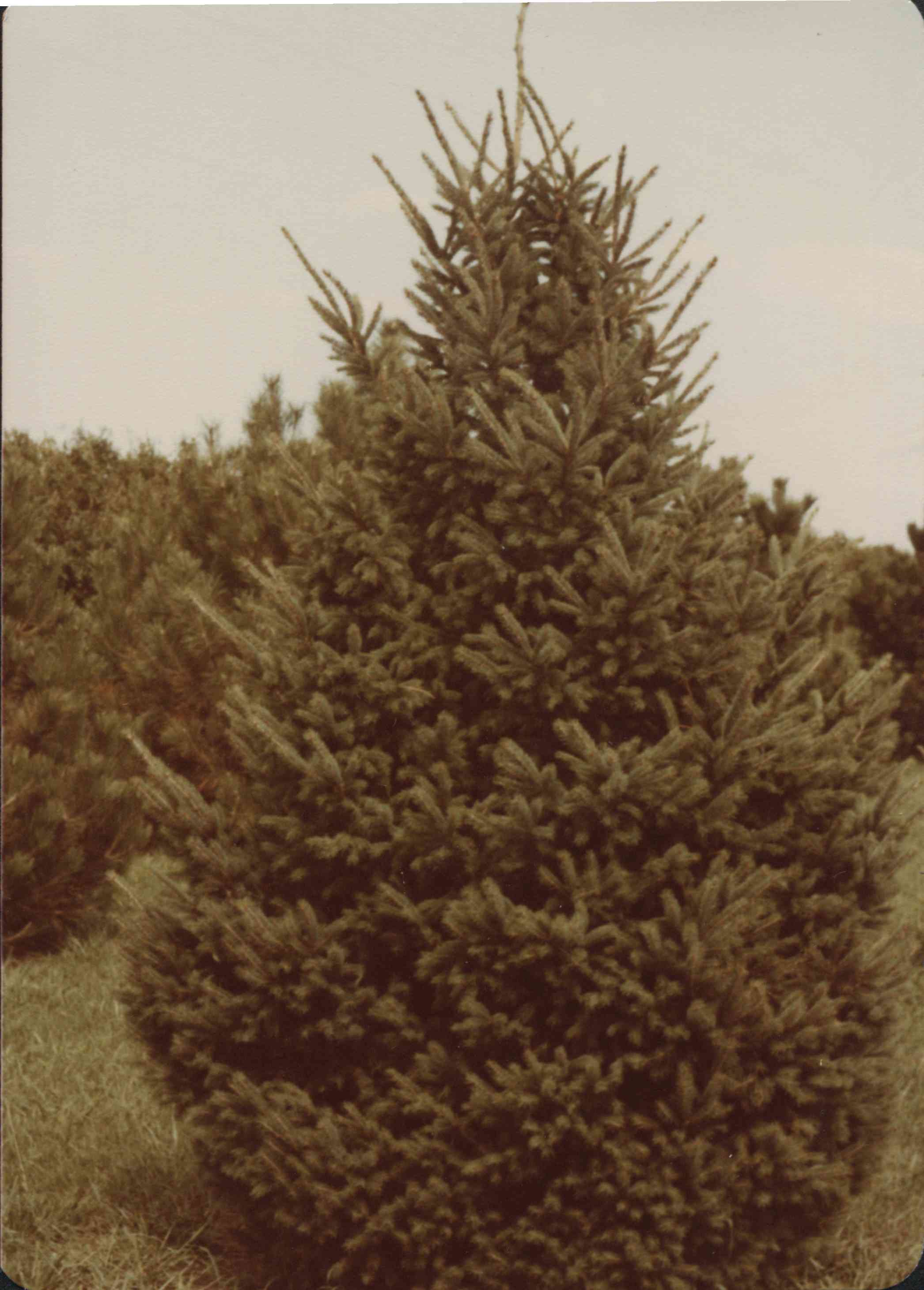 Norway Spruce tree in Plymouth County, Iowa