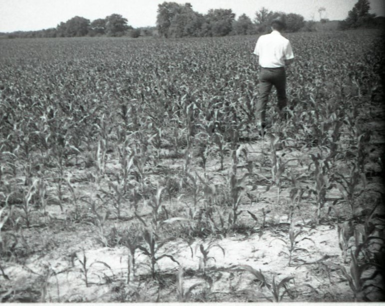 Man Walks in Cornfield With Back to Camera