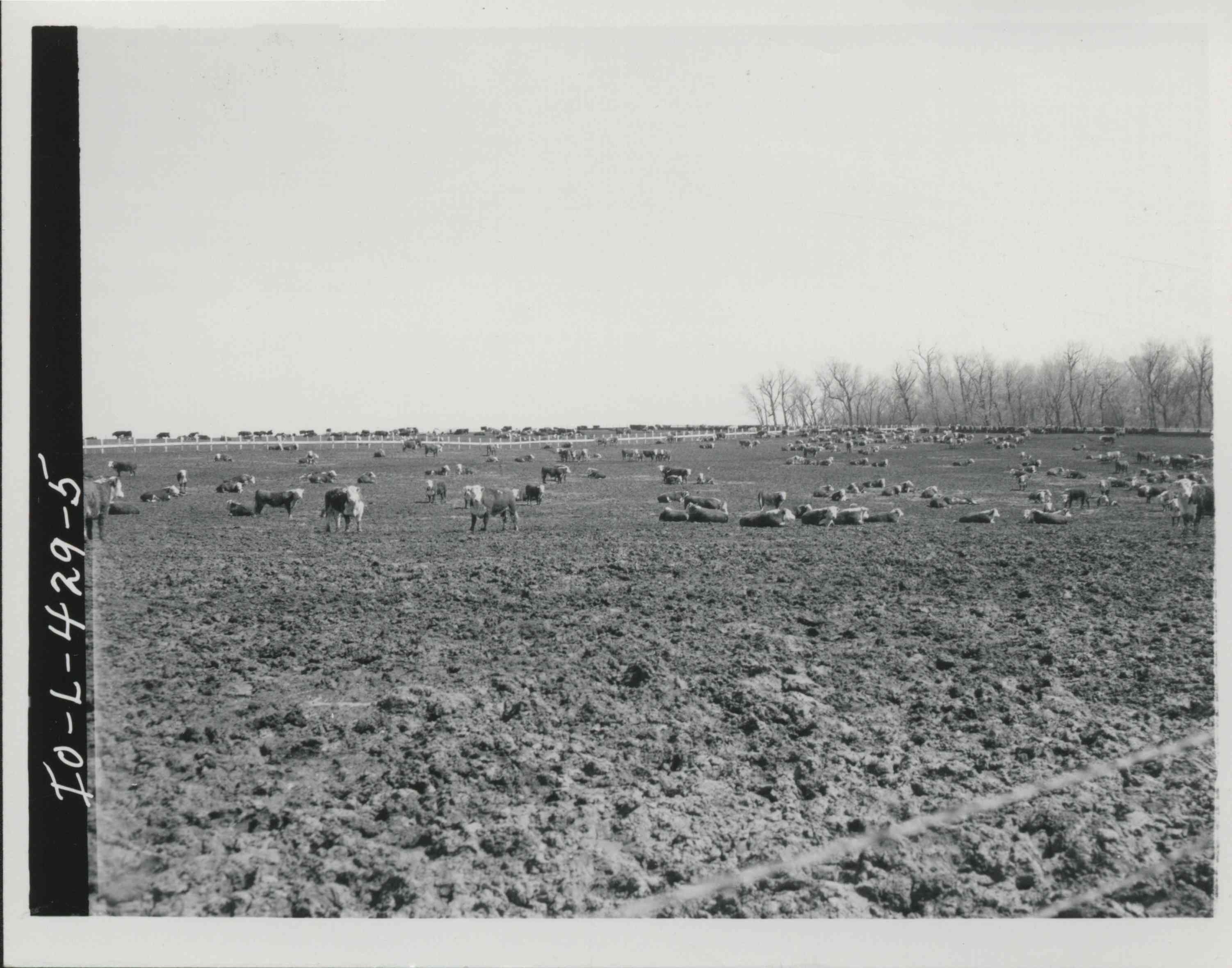 Cattle Relaxing in unidentified field