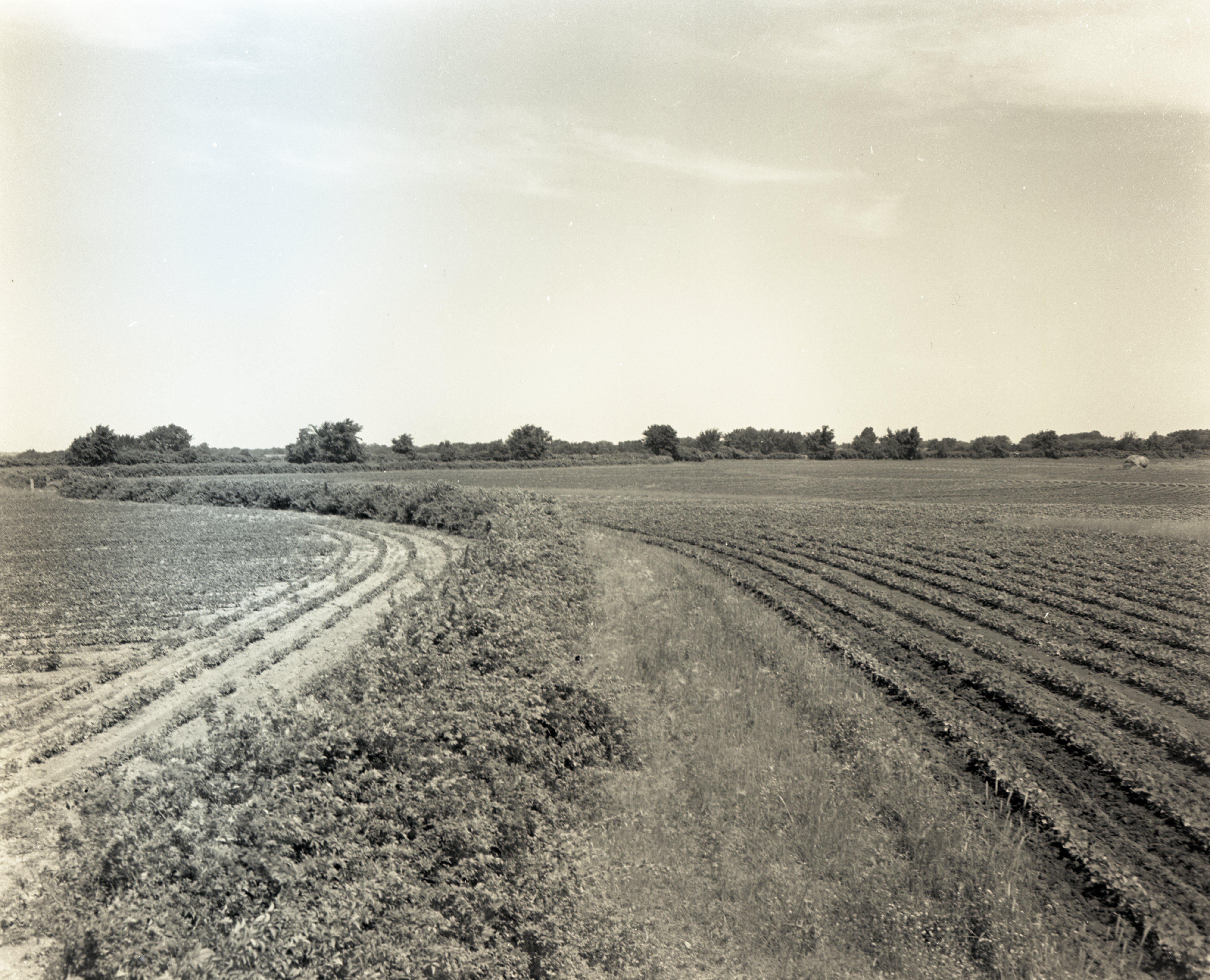 Rows of Beans in Contoured Field Separated by Shrubs