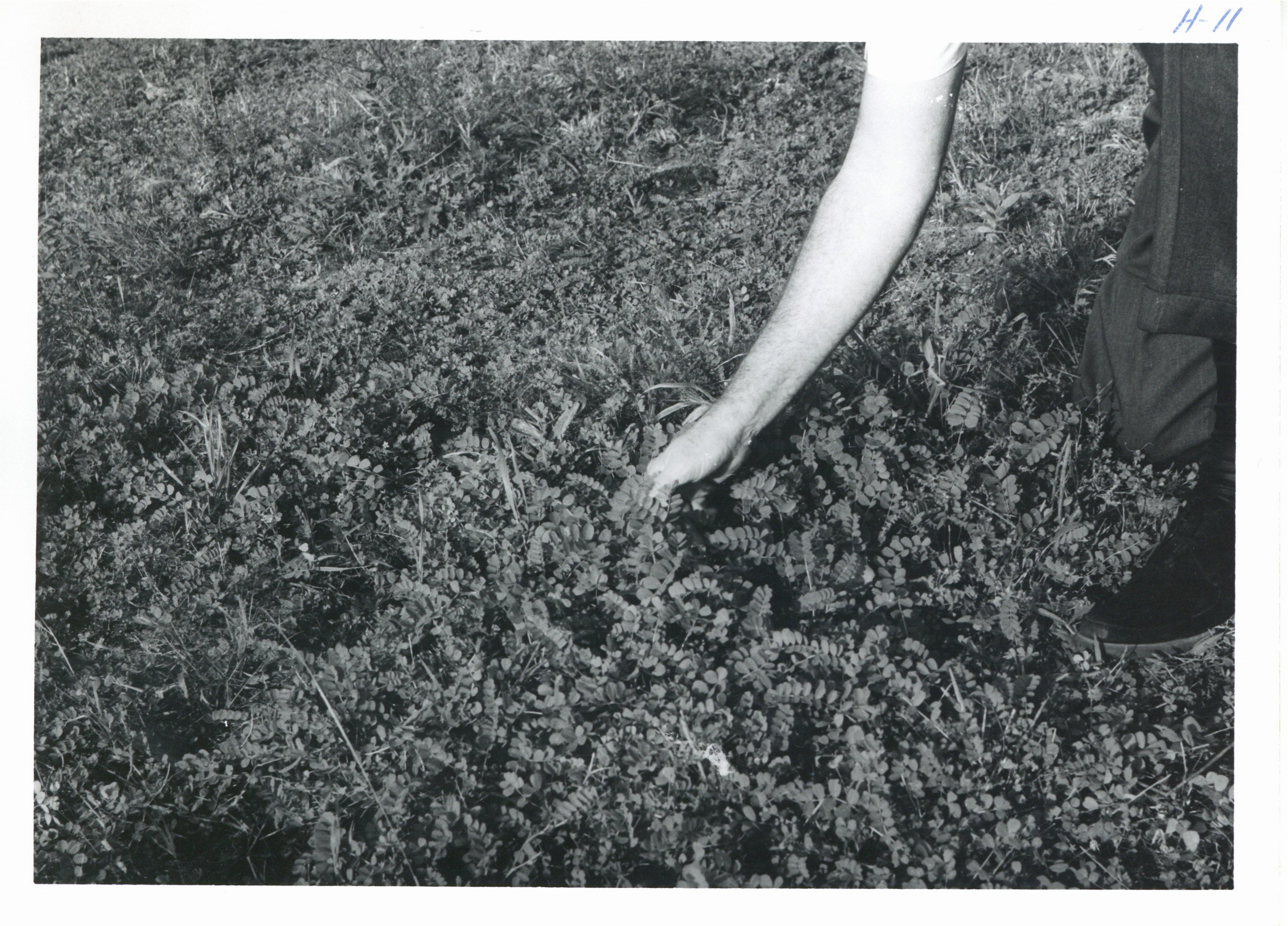 Glen Eads's Crown vetch pasture trial, 1965