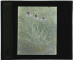 Echinacea purpurea (Coneflower)