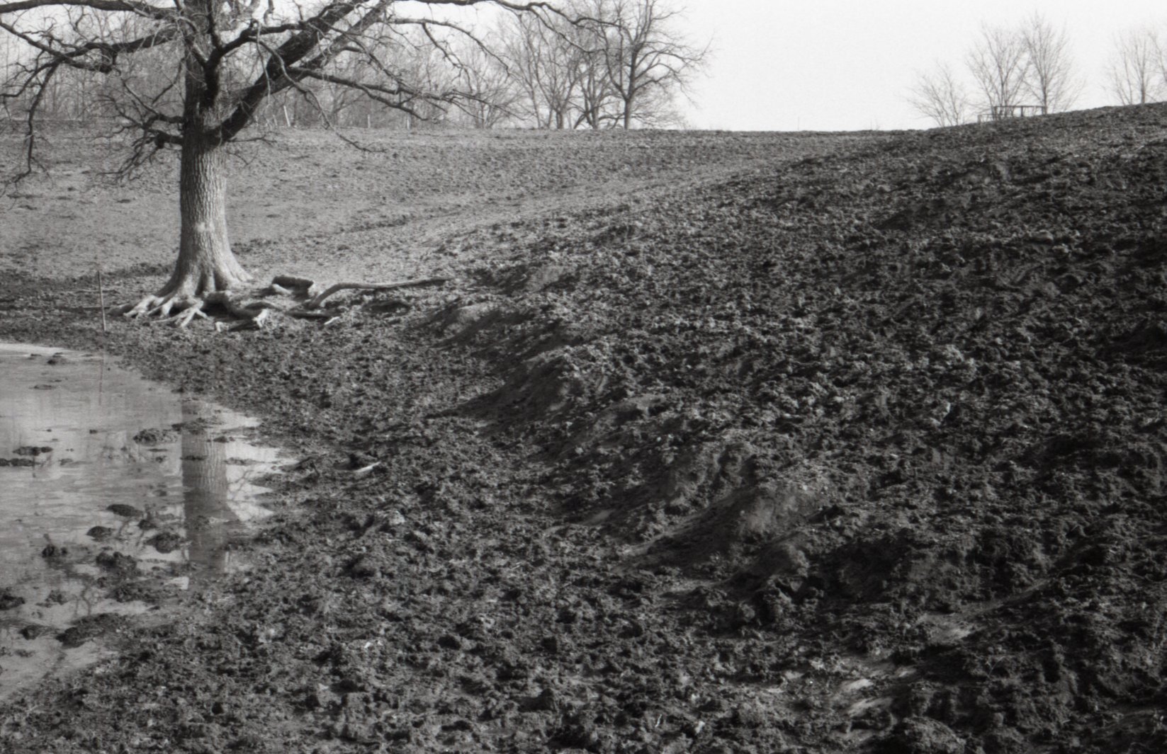 Tree stands in muddy area